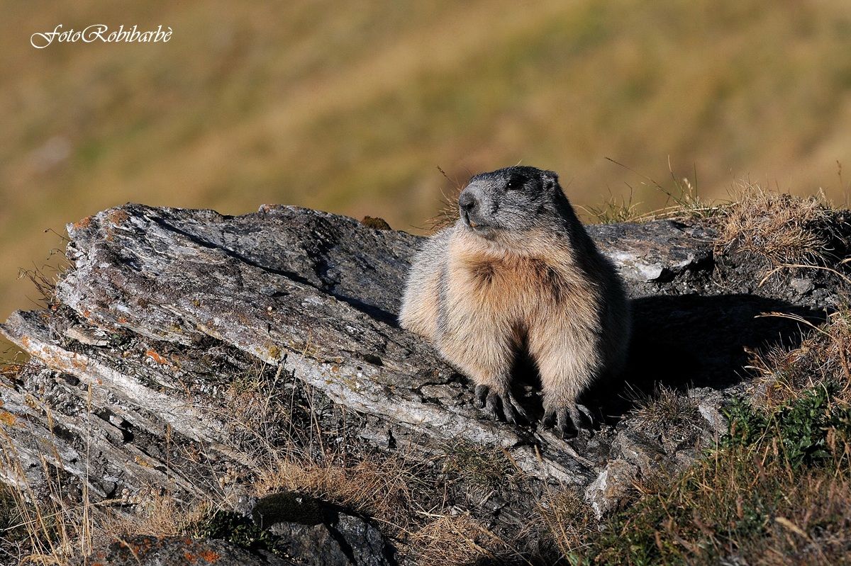 Marmotta....