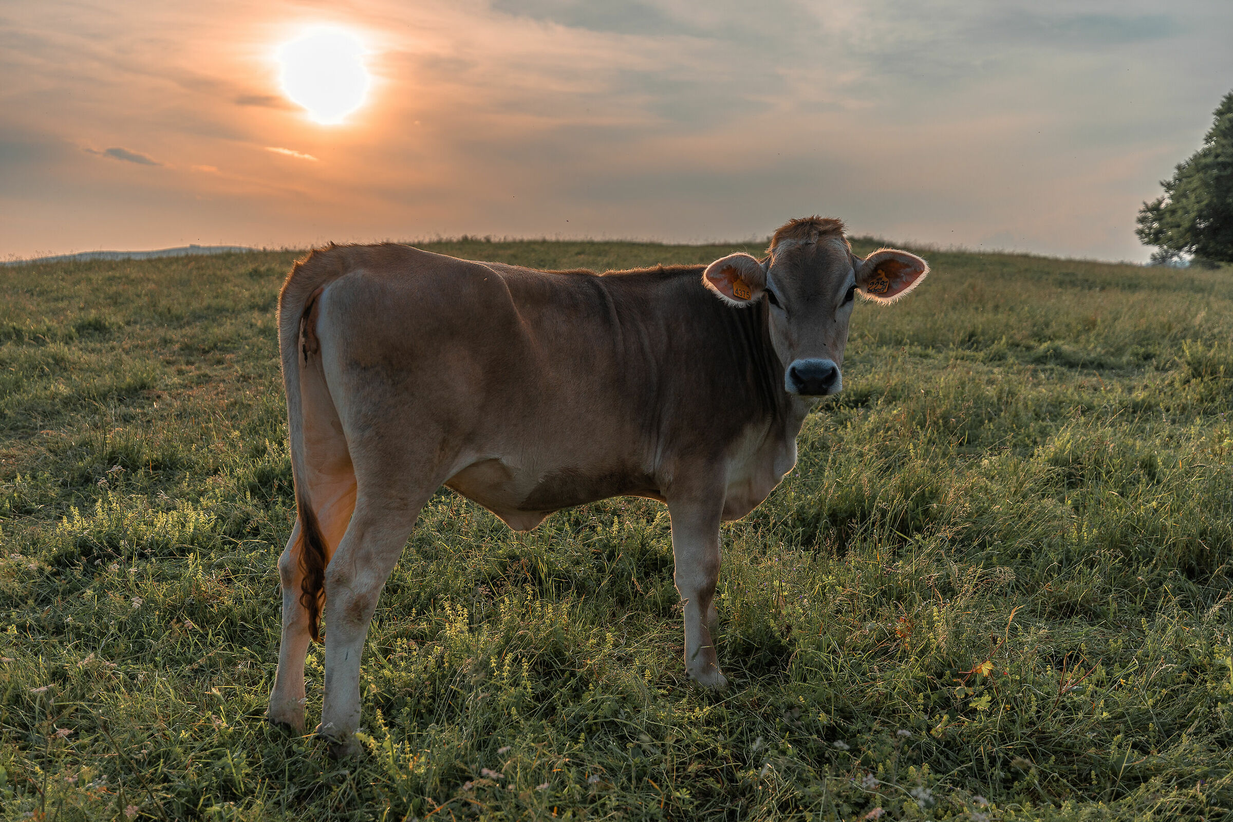 sunset cow