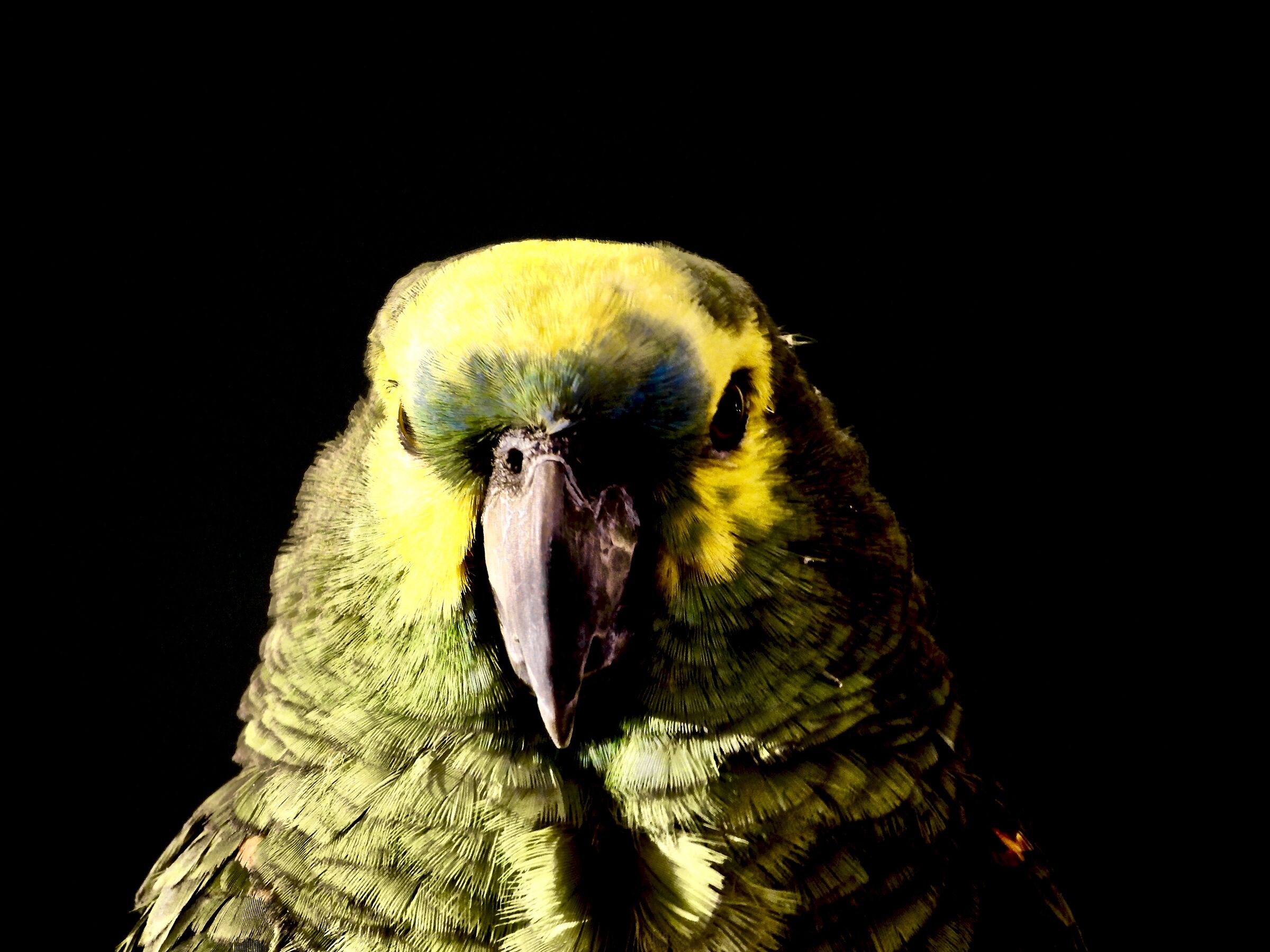 Rambo