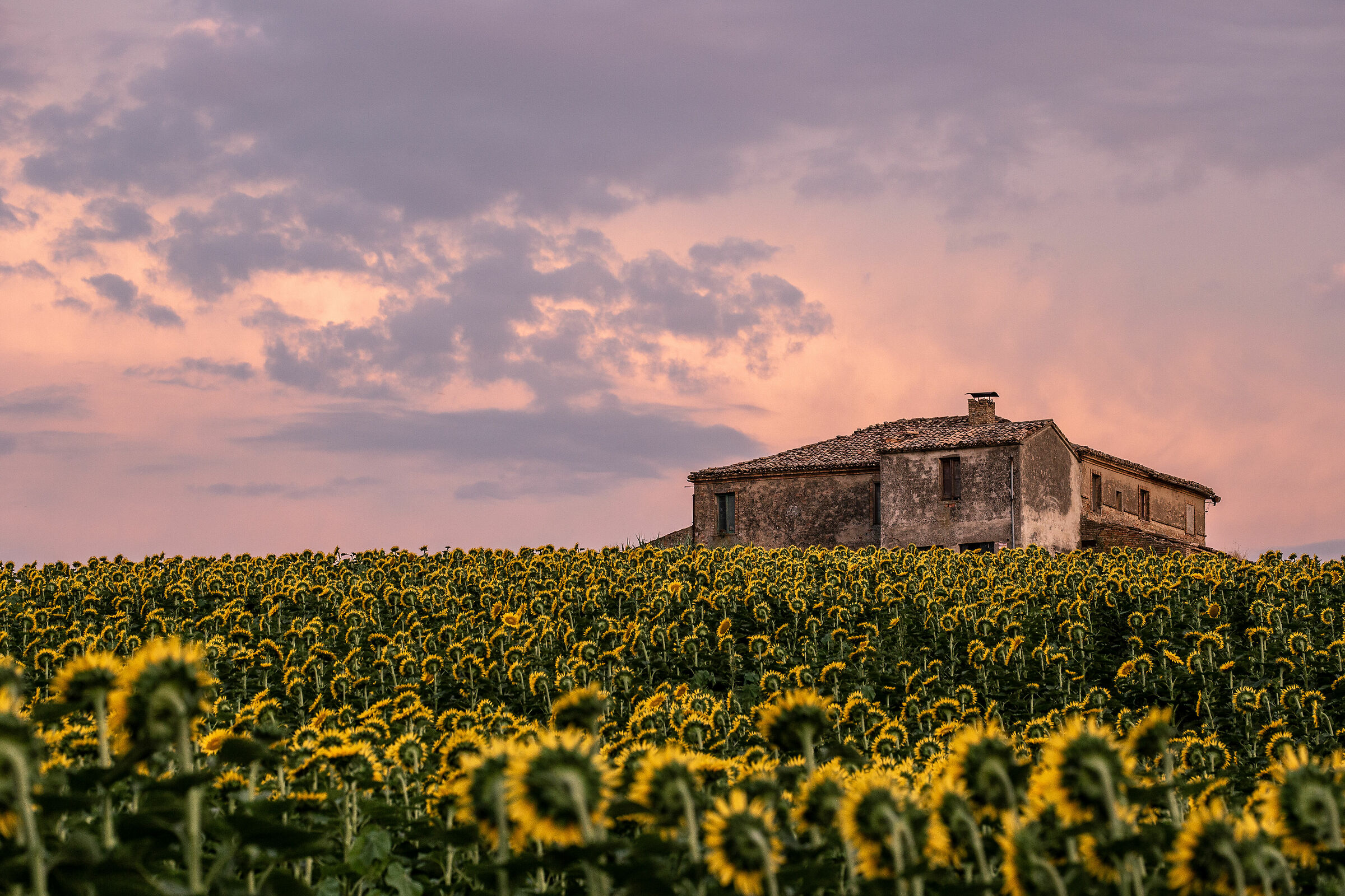 La casa dei girasoli 1