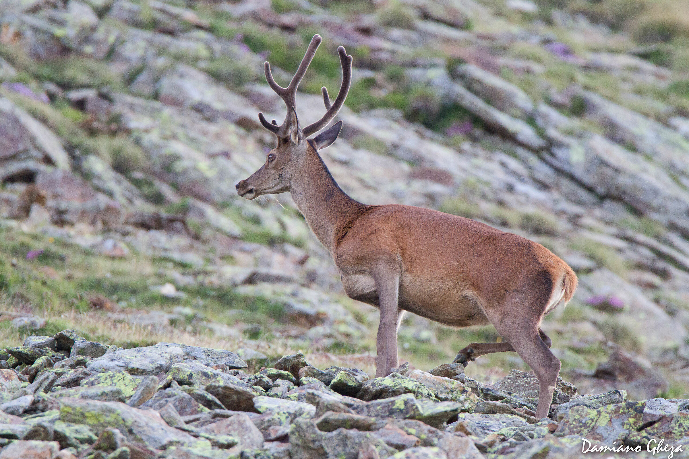 cervo con palco in velluto