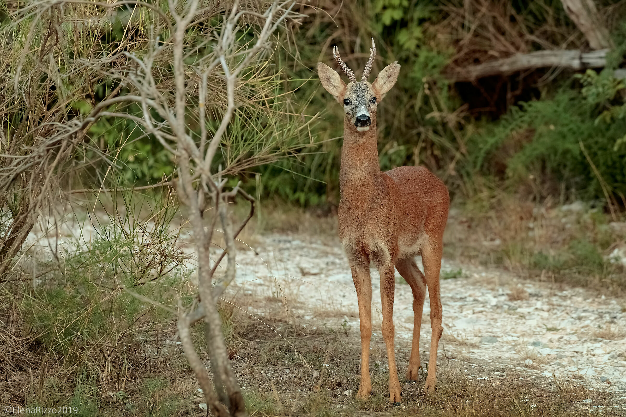 Guercio roe deer