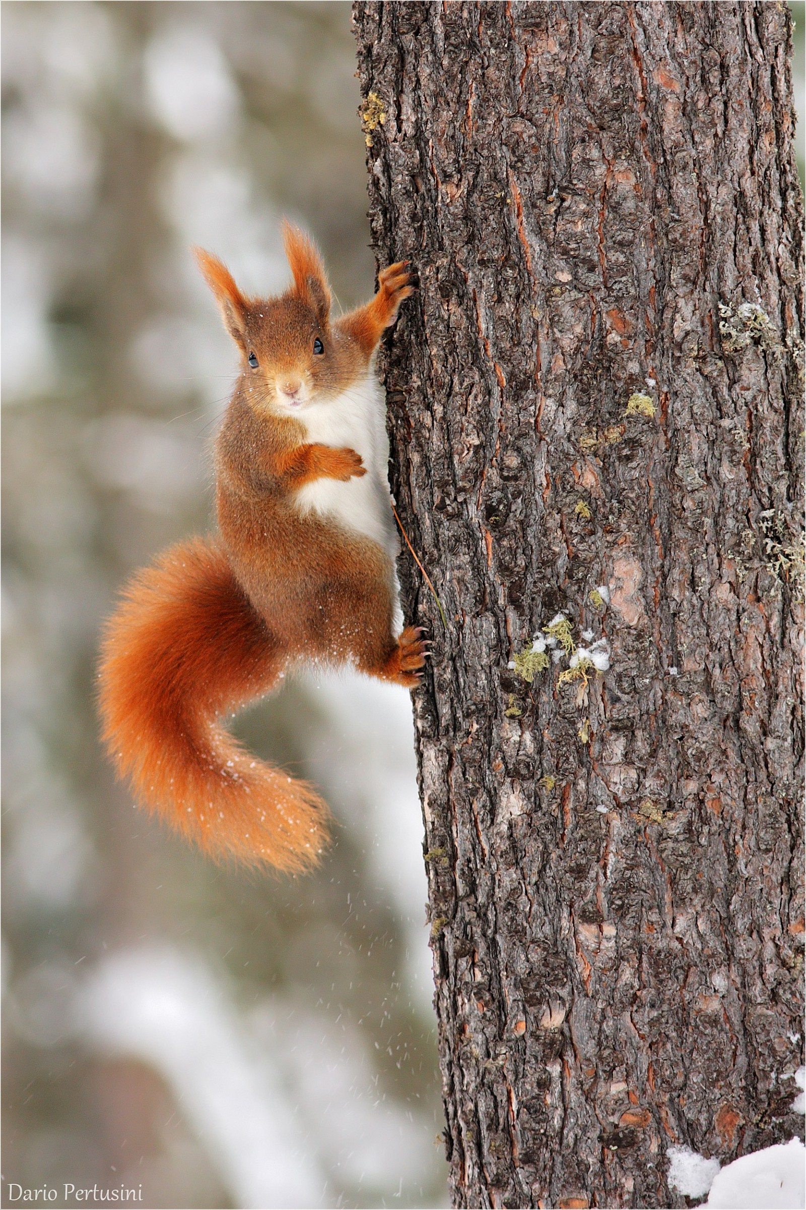 Scoiattolo rosso