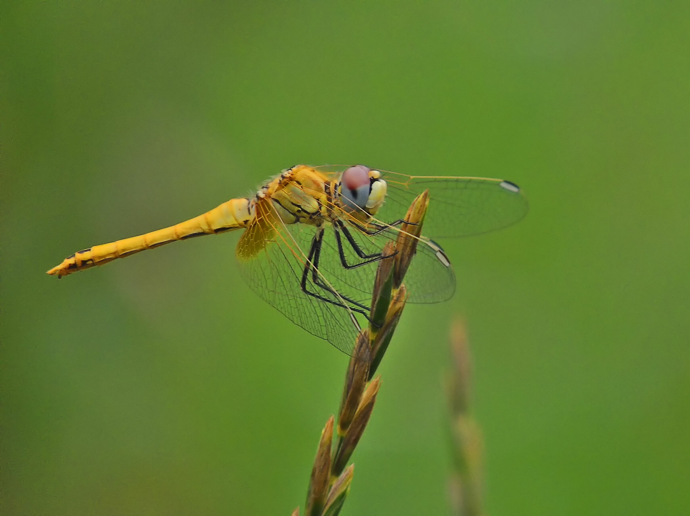 Second Simpeto of the Year