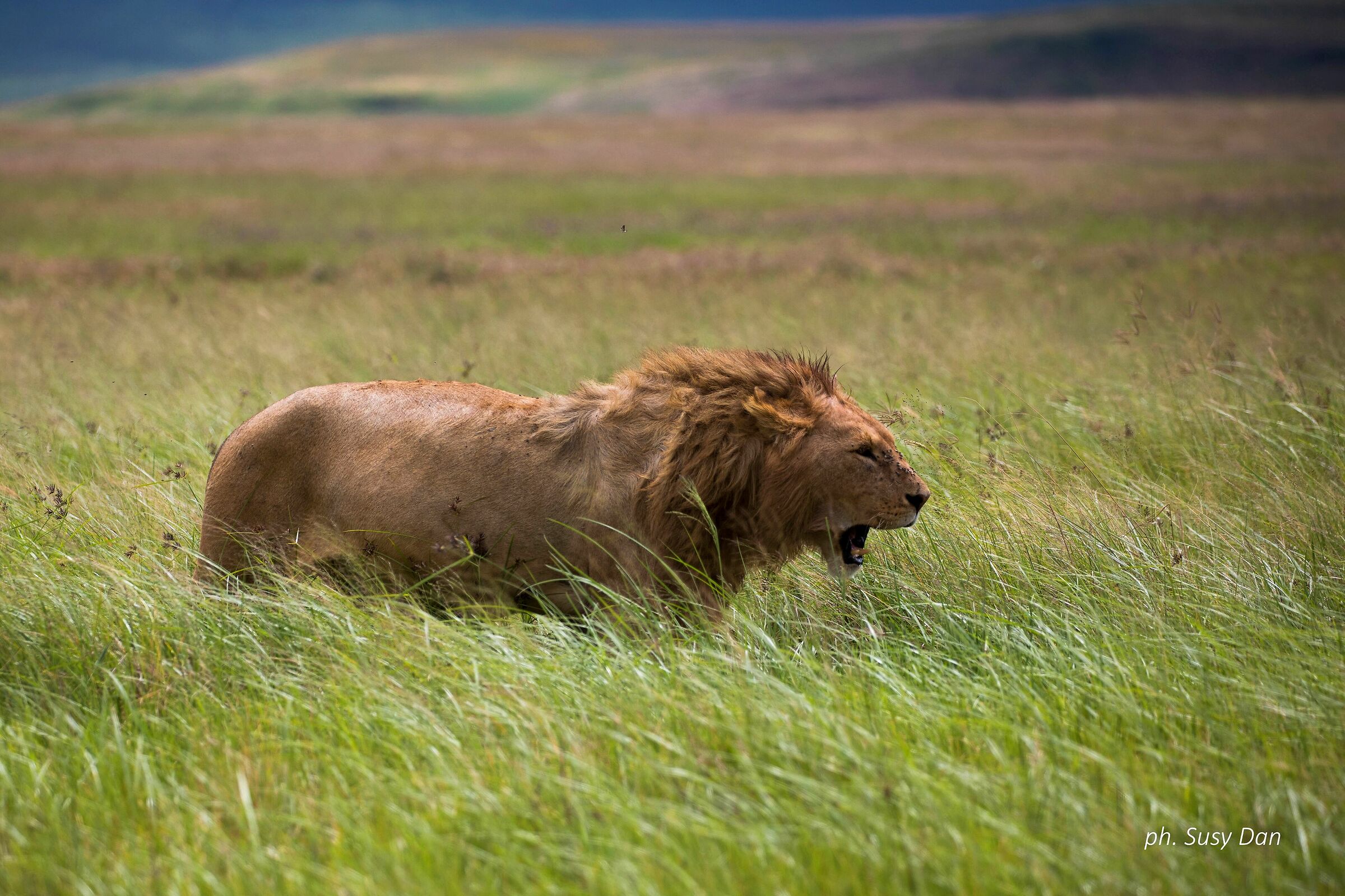 Old king of the Ngorongoro