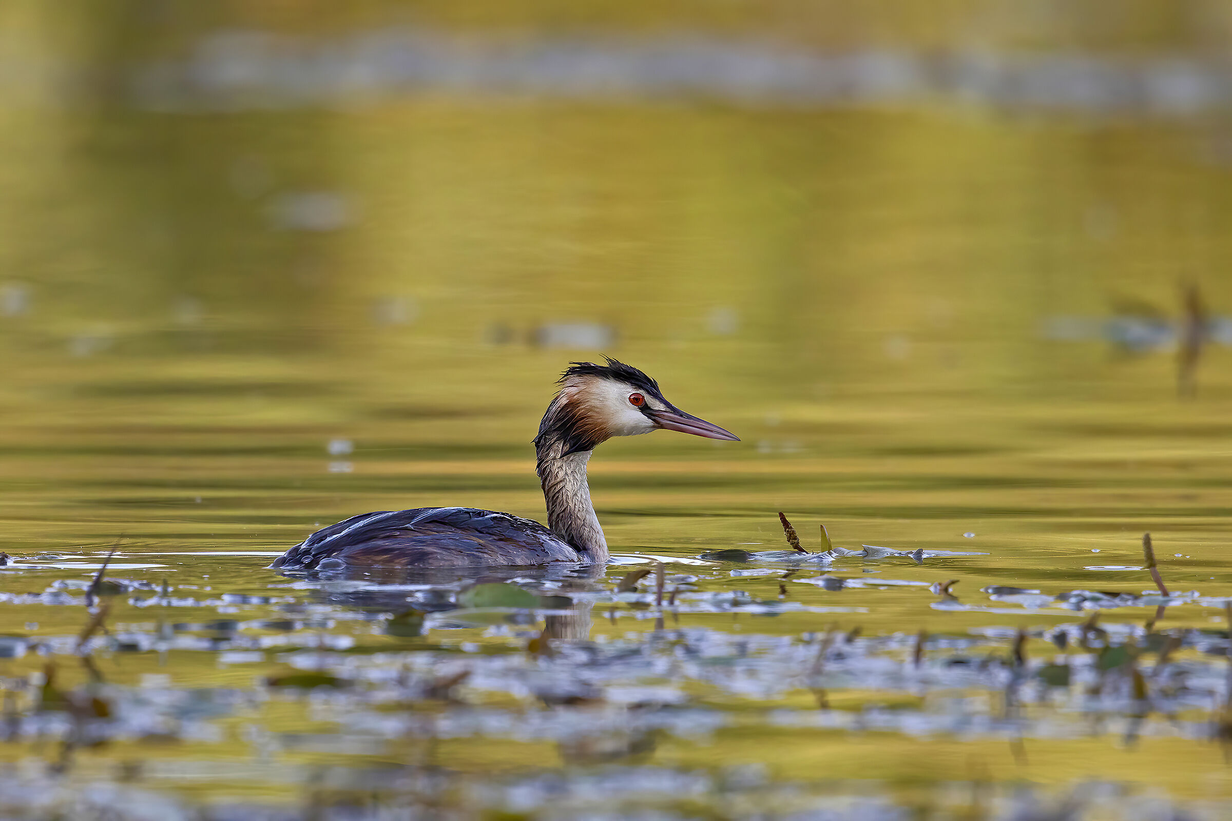 Grebe