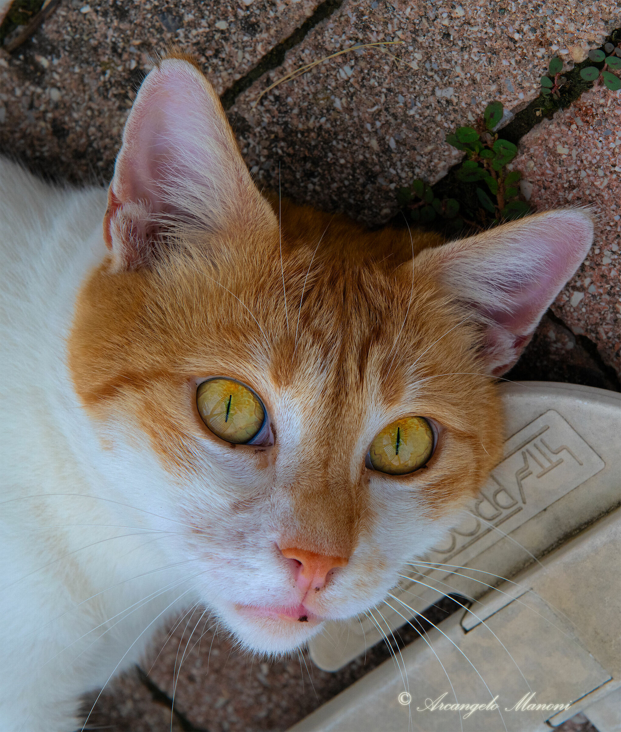 The Awakening of Fennec