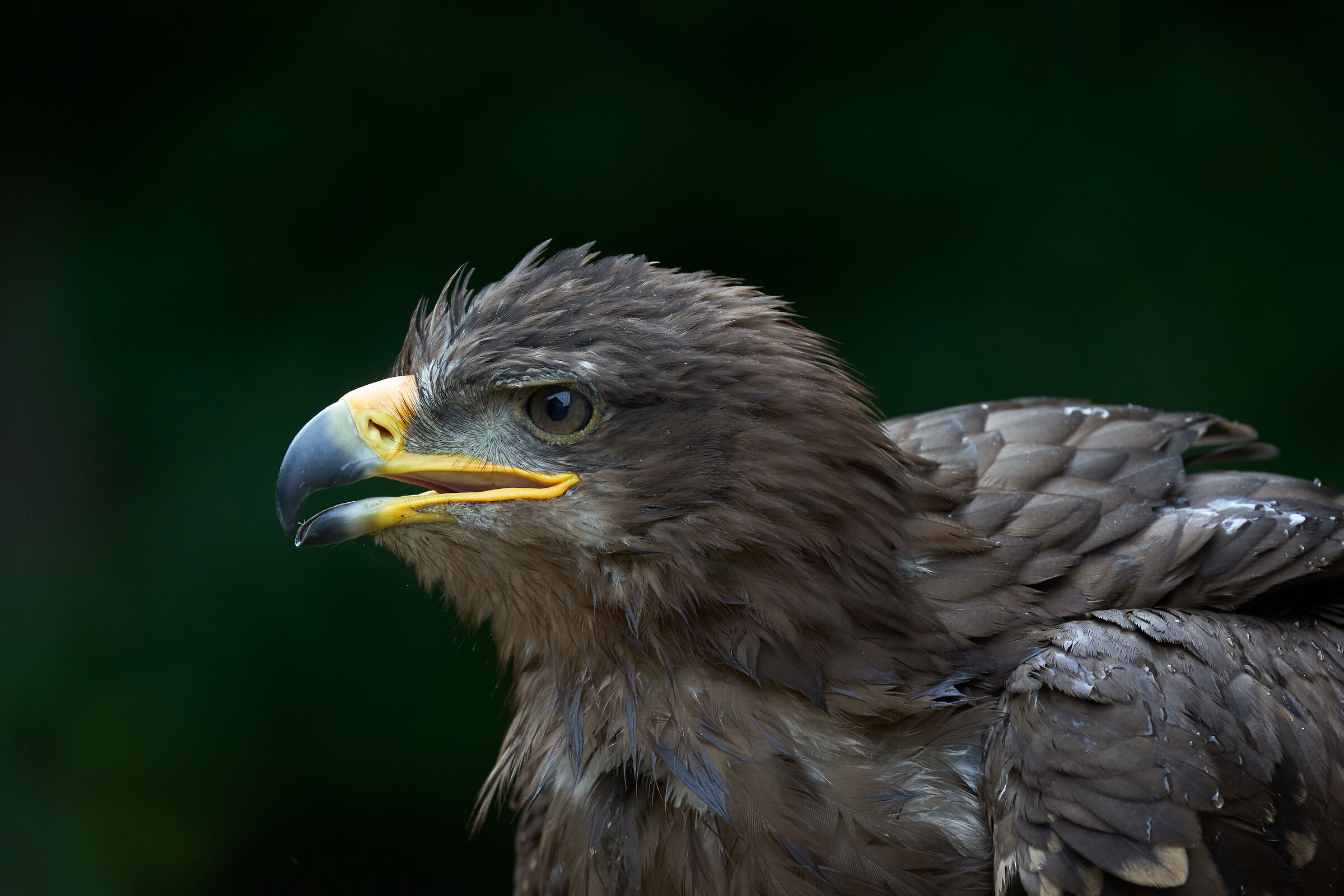 Try Sony 200-600 - 1.4X