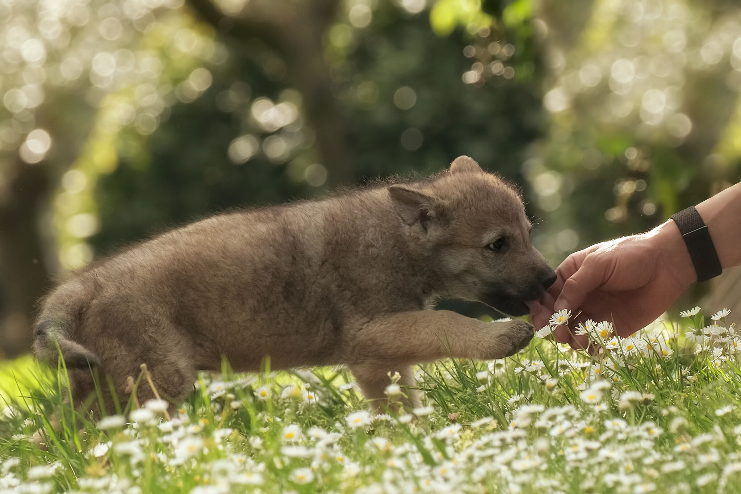 And the man met the dog