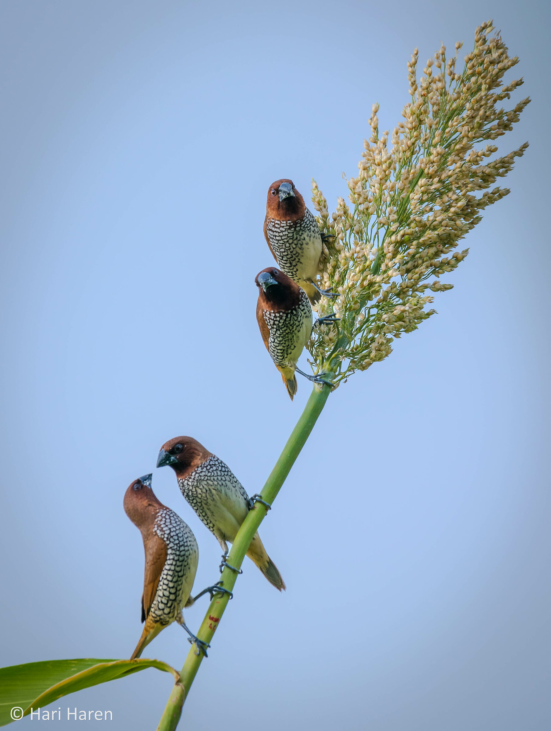 Scaly-breasted munia