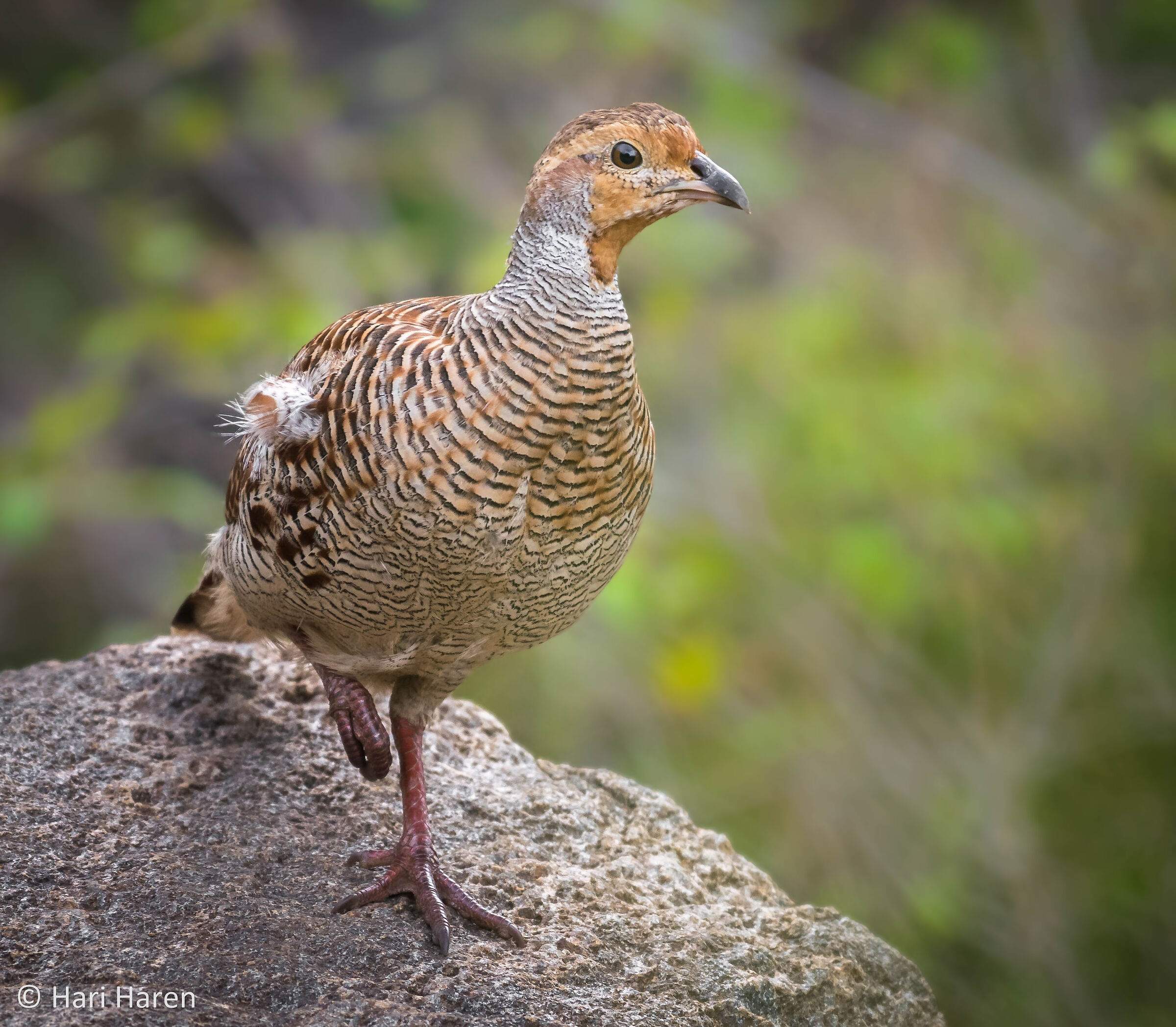 Gray francolin