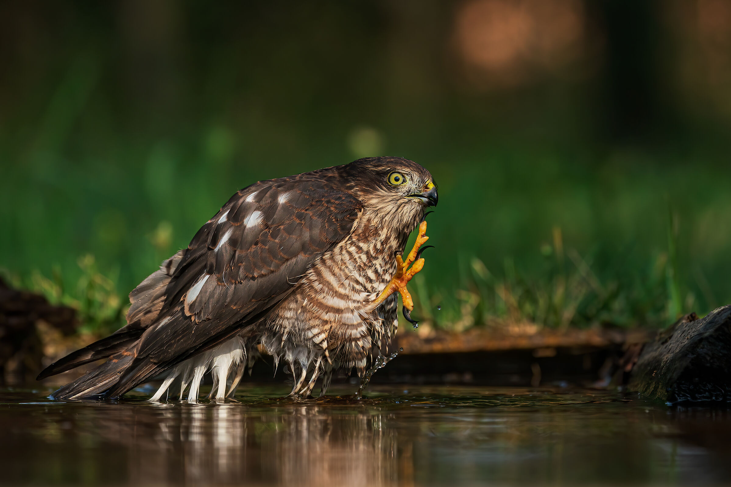 The March of the Sparrow