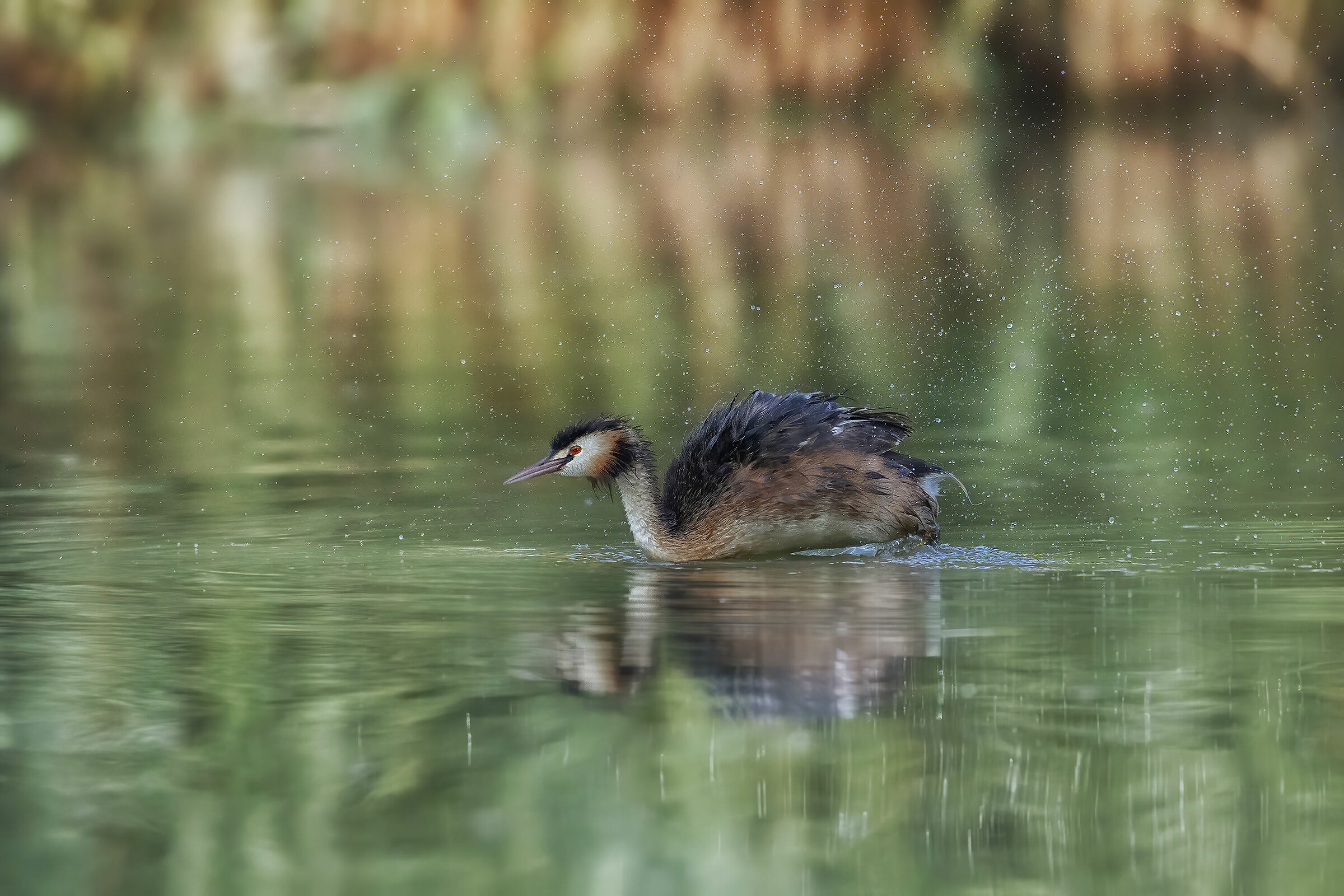 Grebe