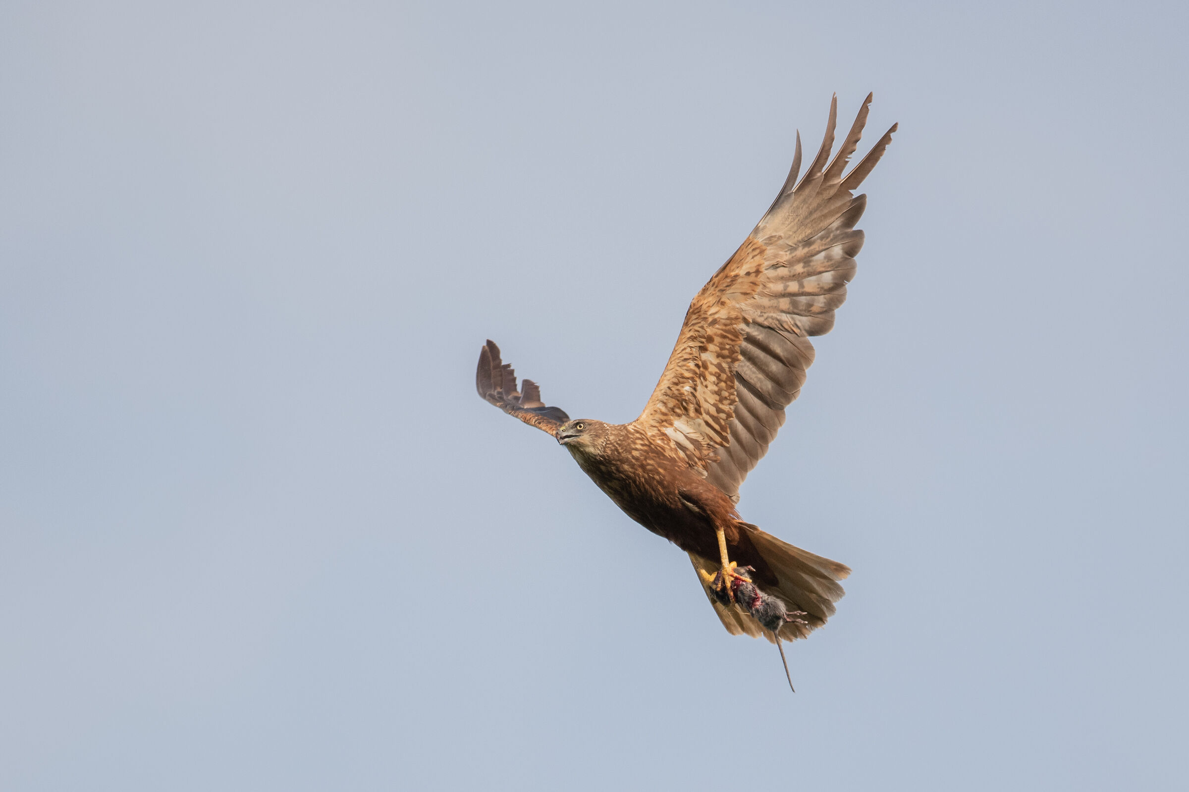 falco di palude con preda