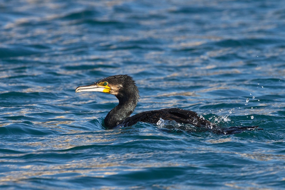 Cormorant