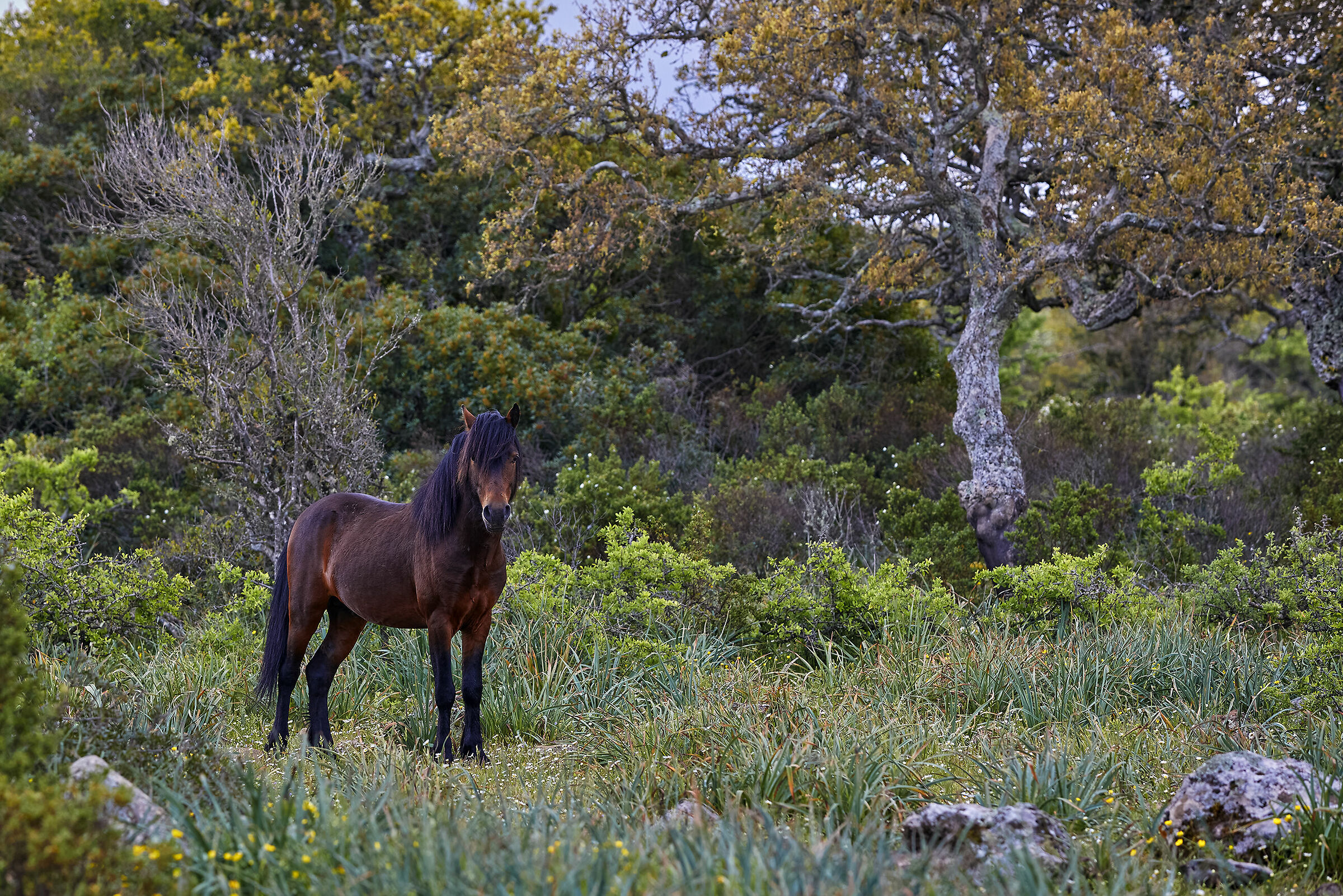 The stallion scrutinizes me