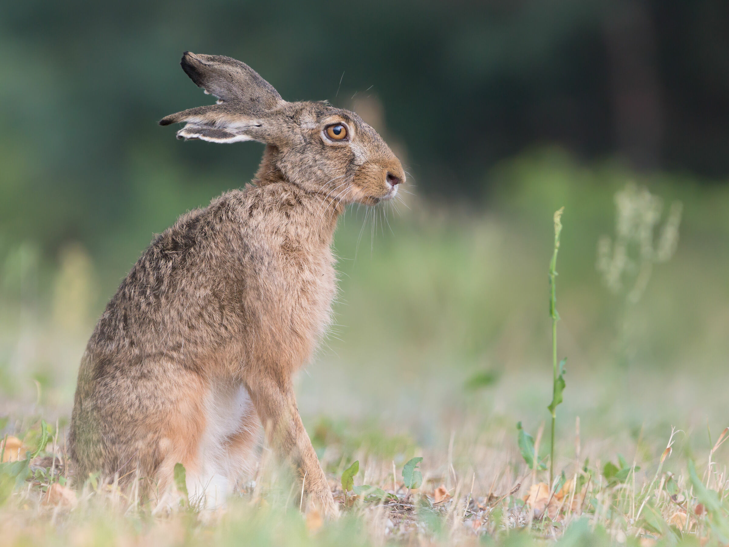 Lepre marrone (Lepus europaeus)