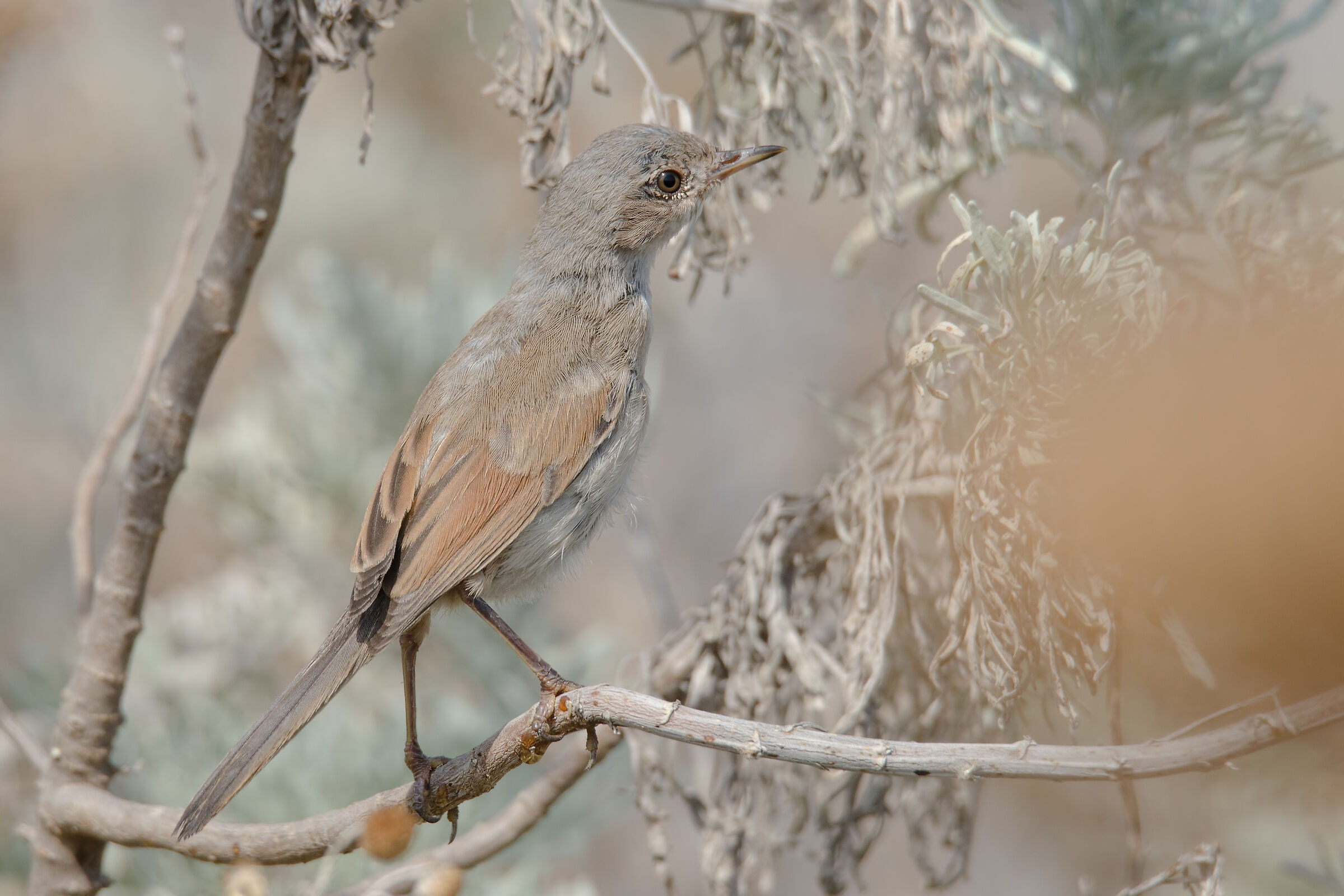 Sterpazzola della Sardegna