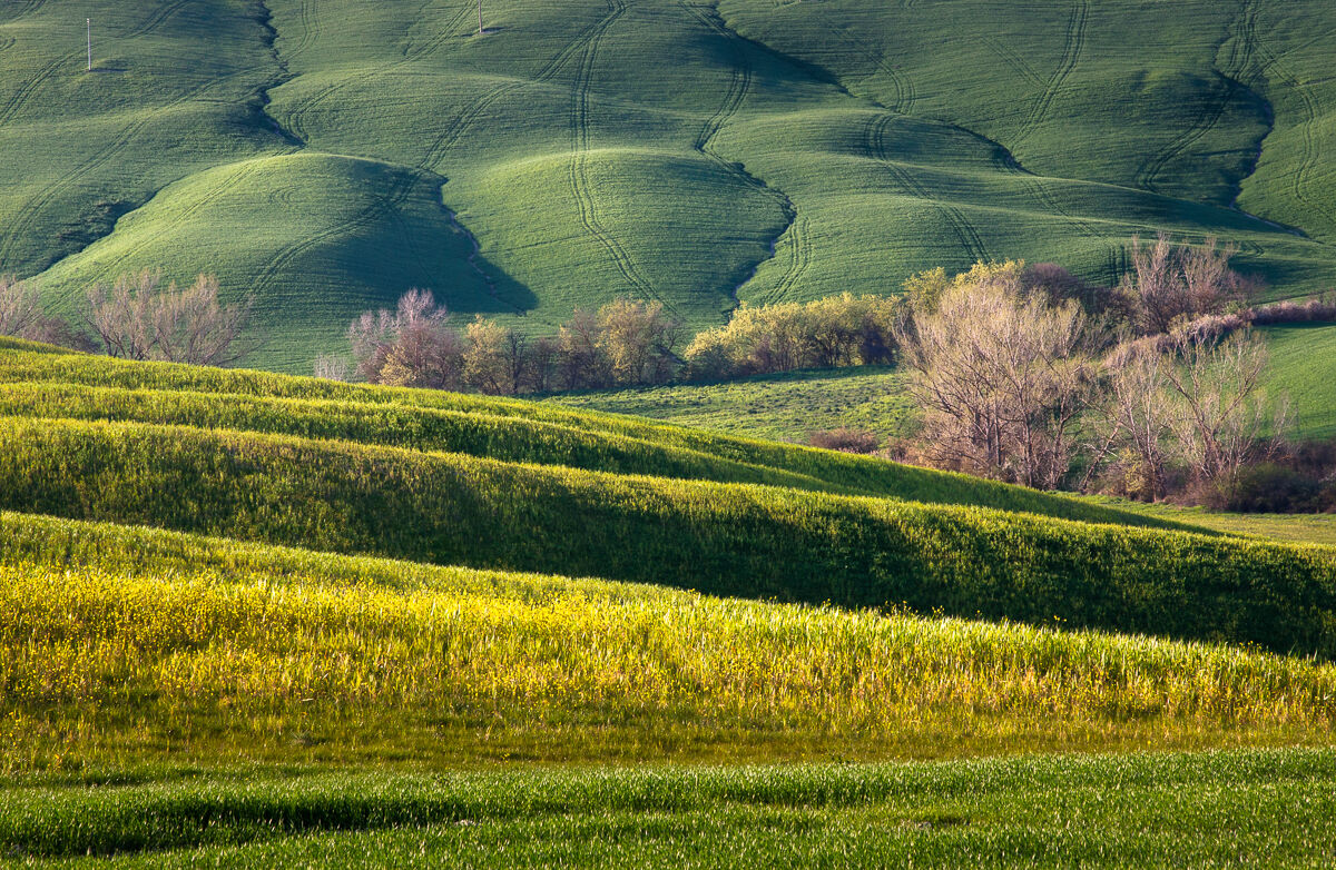 Spring in yellow and green ...