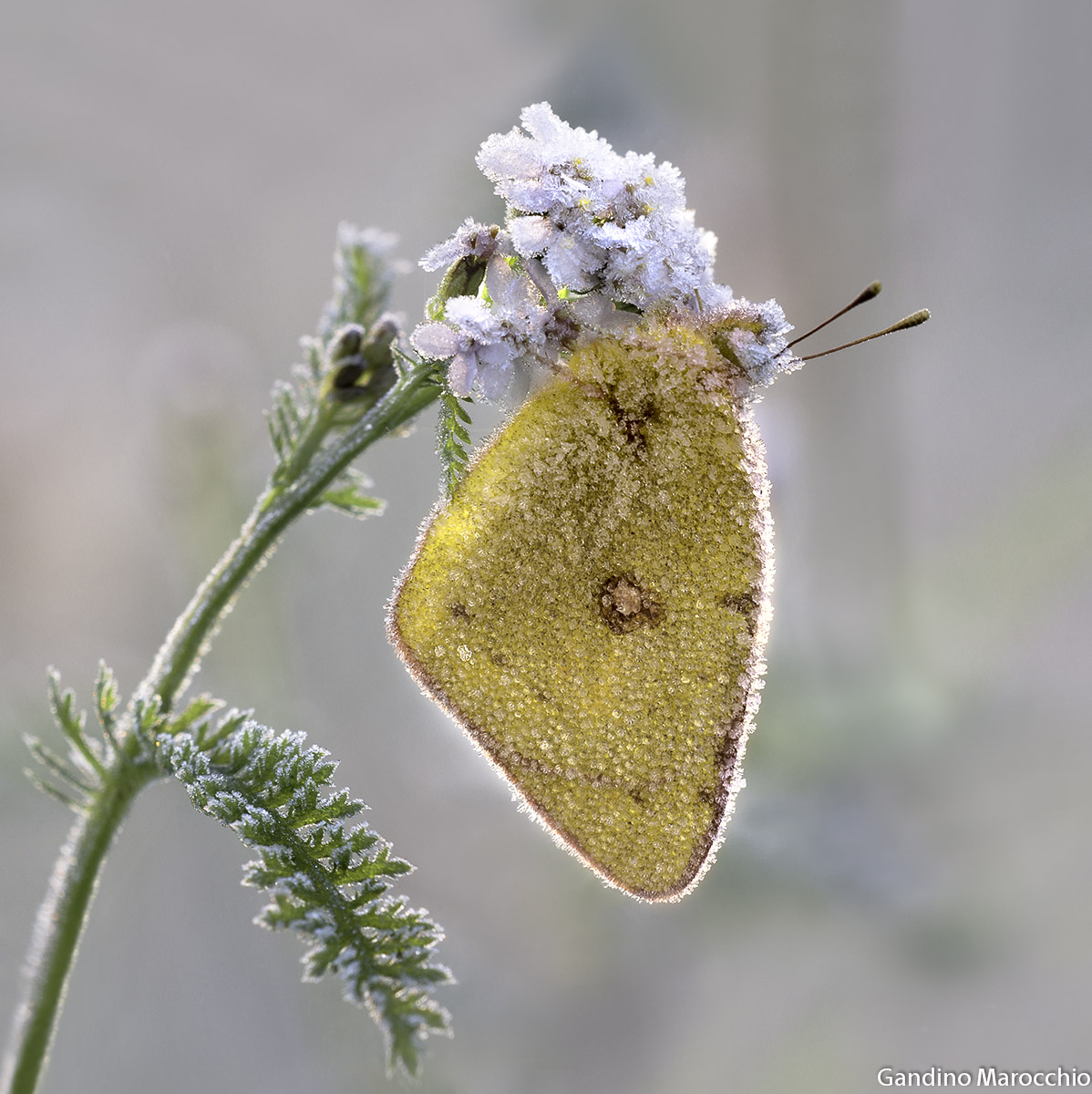 Colias crocea
