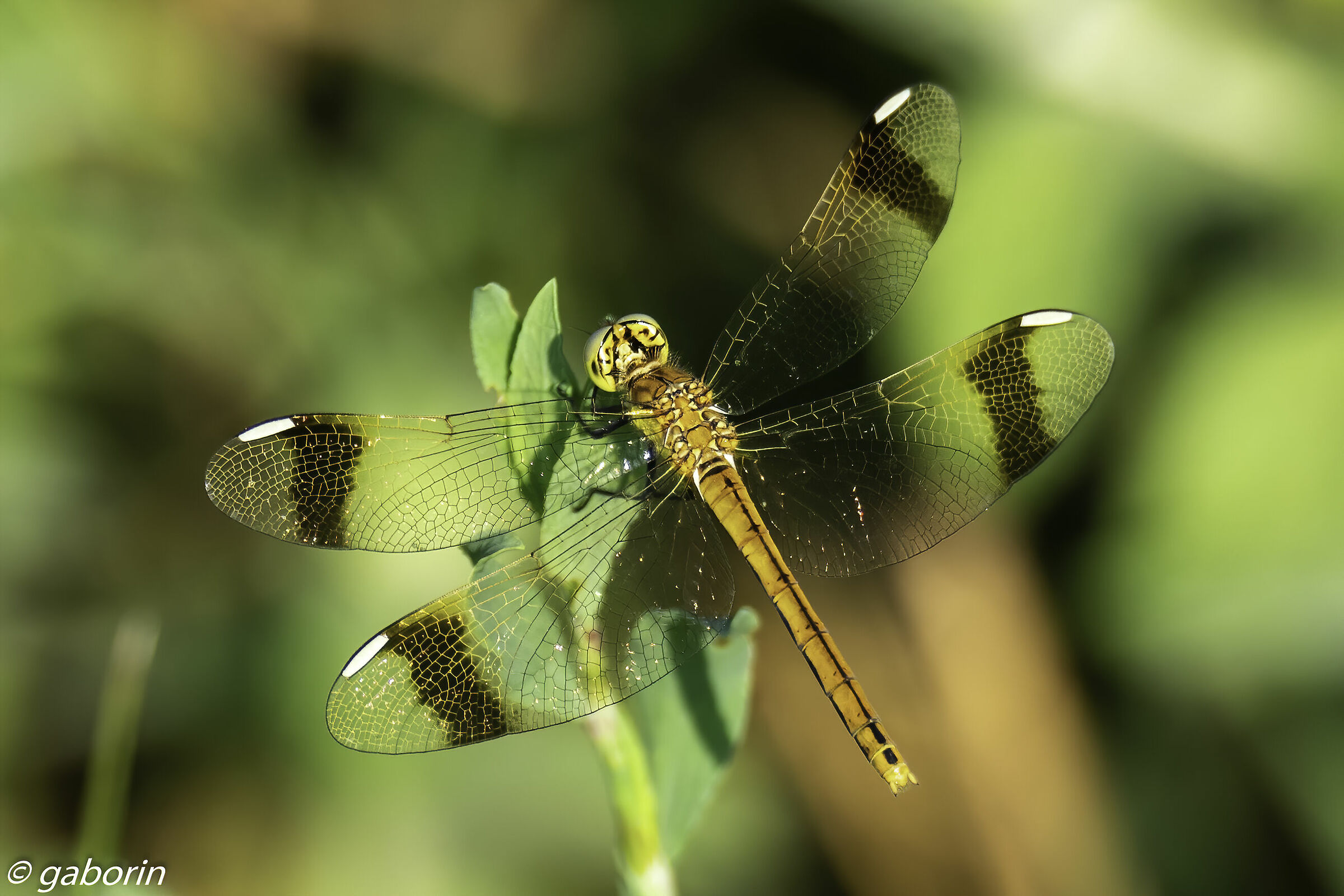 Sympetrum pedemontanum femmina