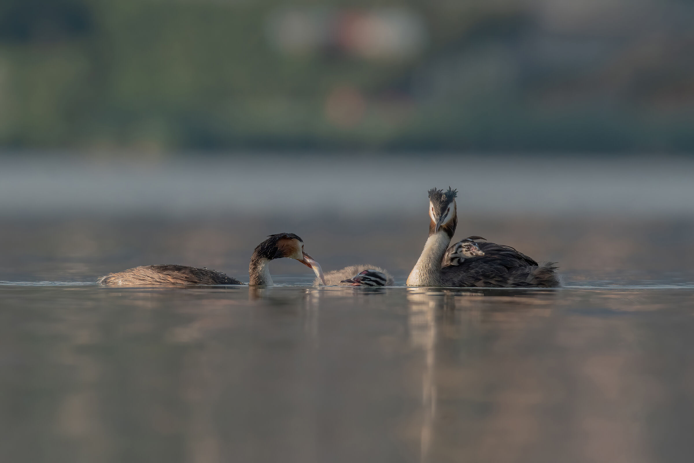 famigliola di svassi a cena