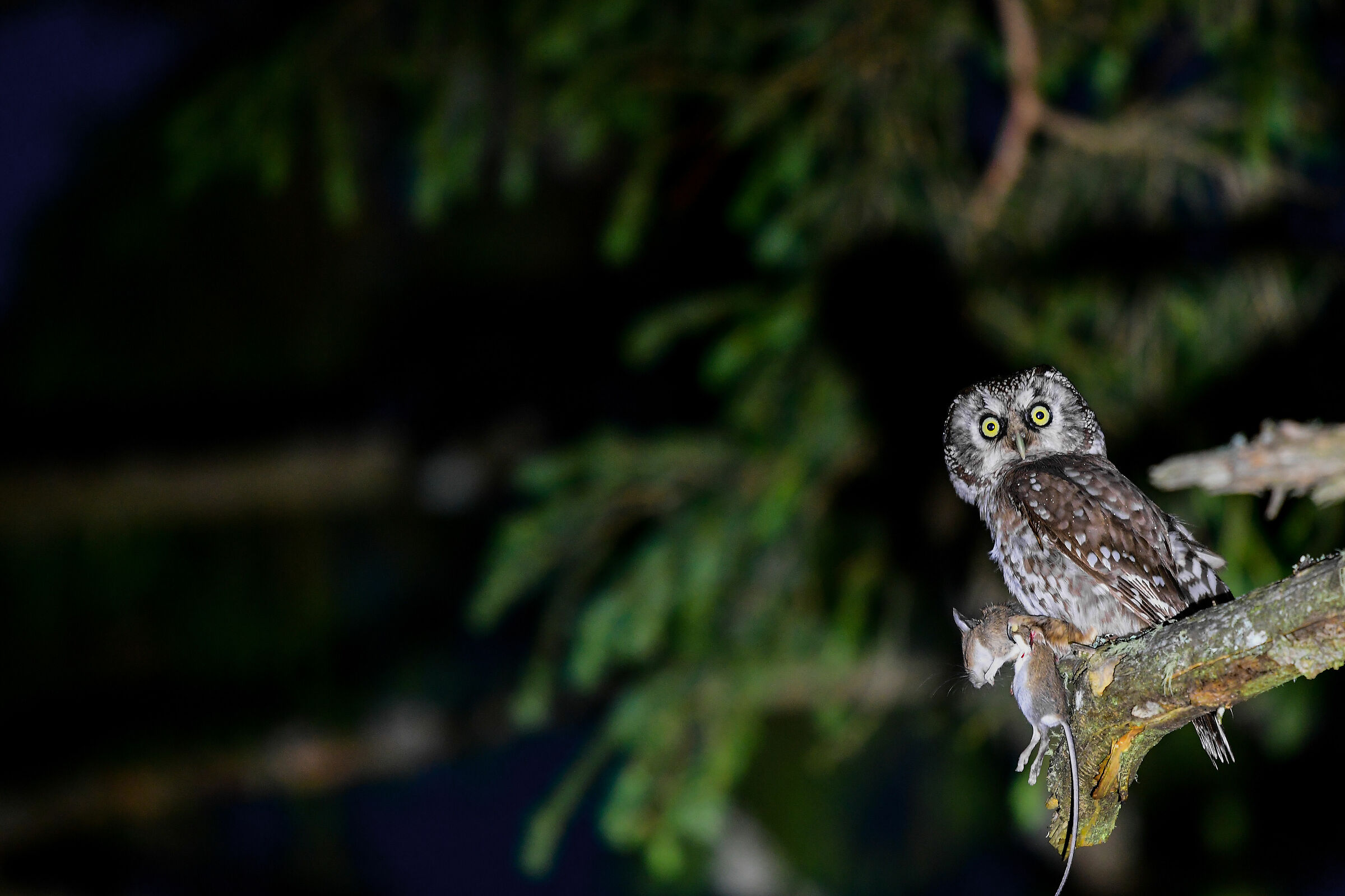 Civetta Capogrosso con preda :)