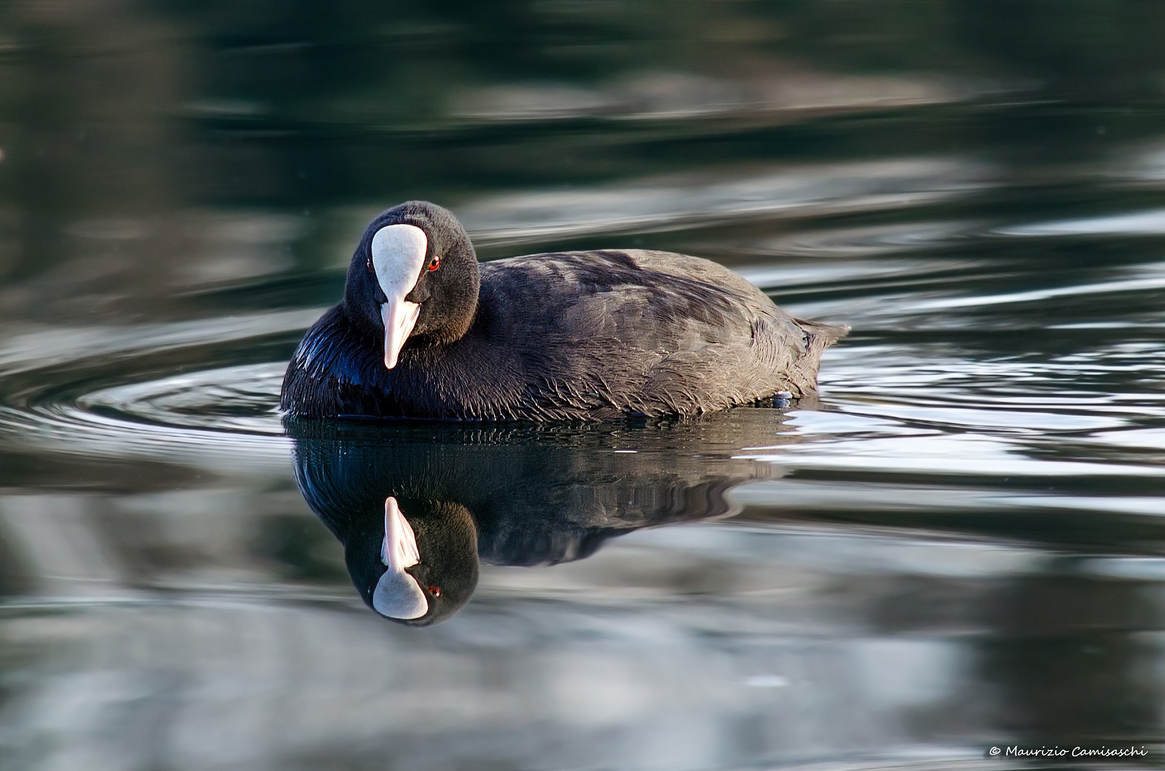 Fulica atra