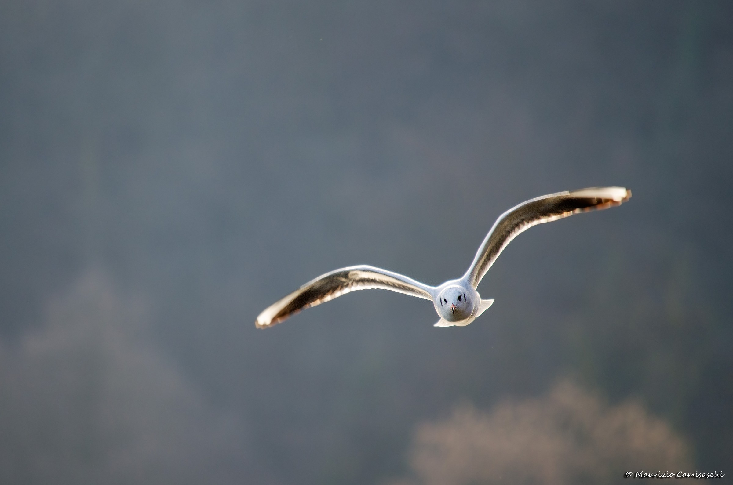 Il Volo del Gabbiano