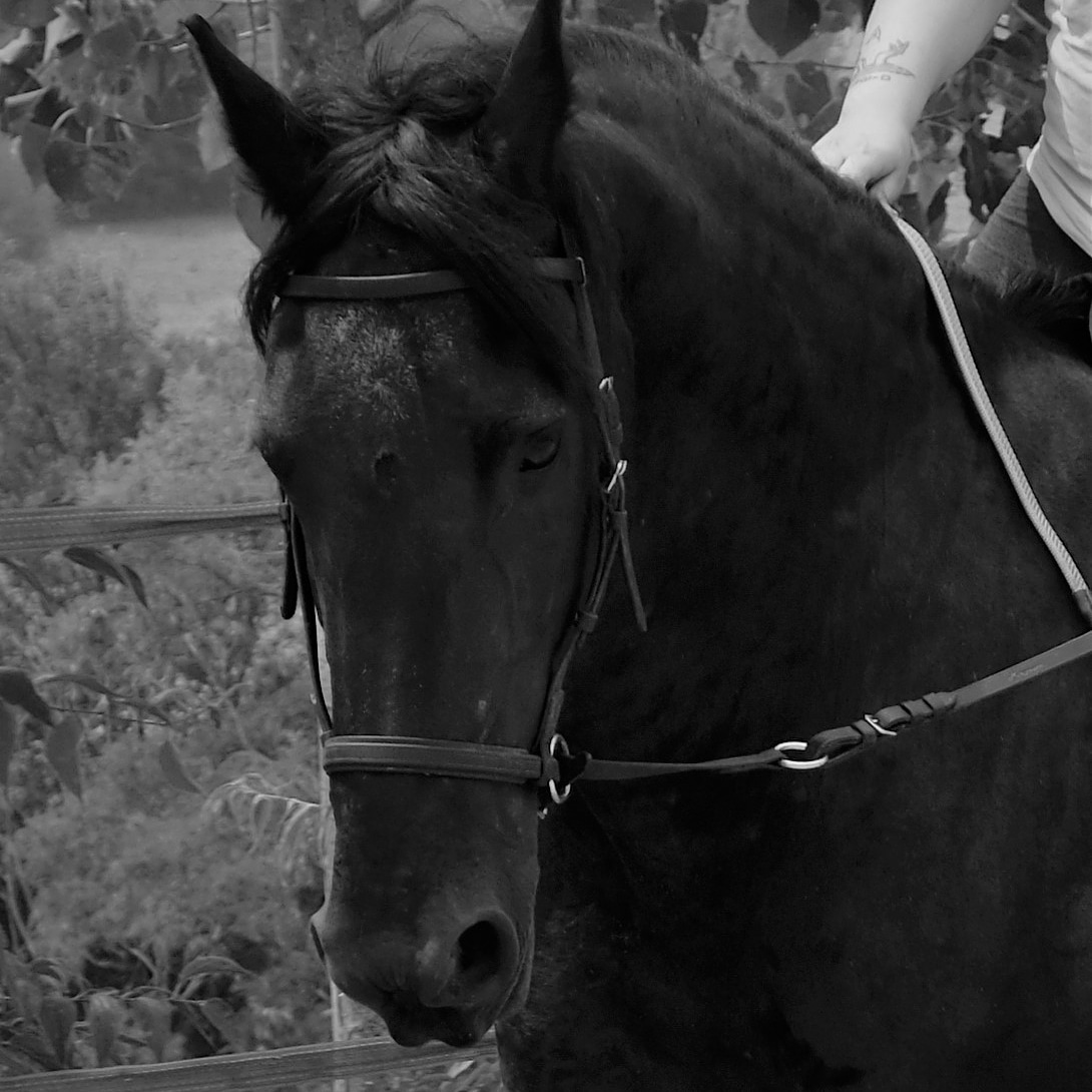 Phoenix Fire, Friesian Sea