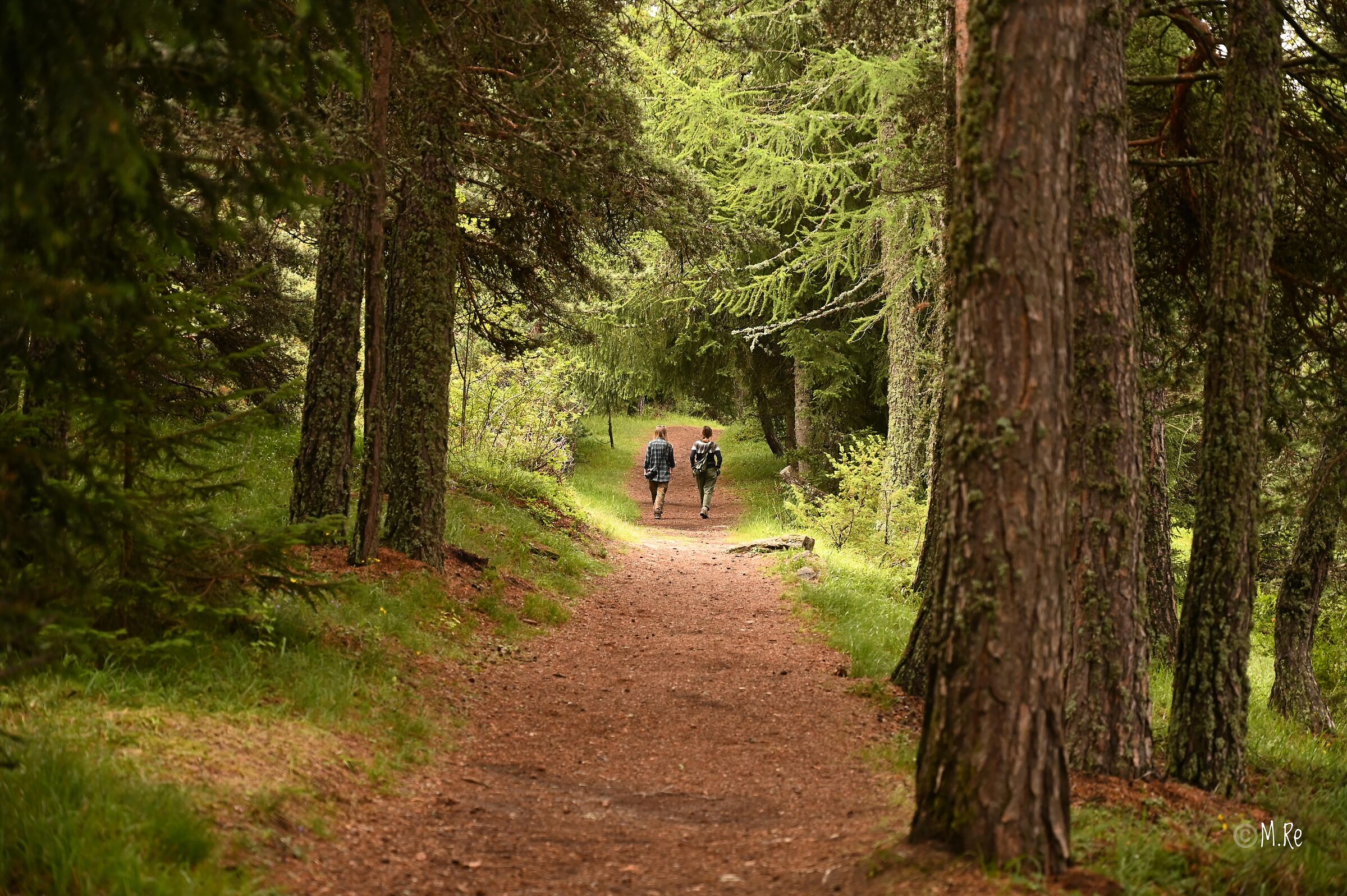 Walking in the woods