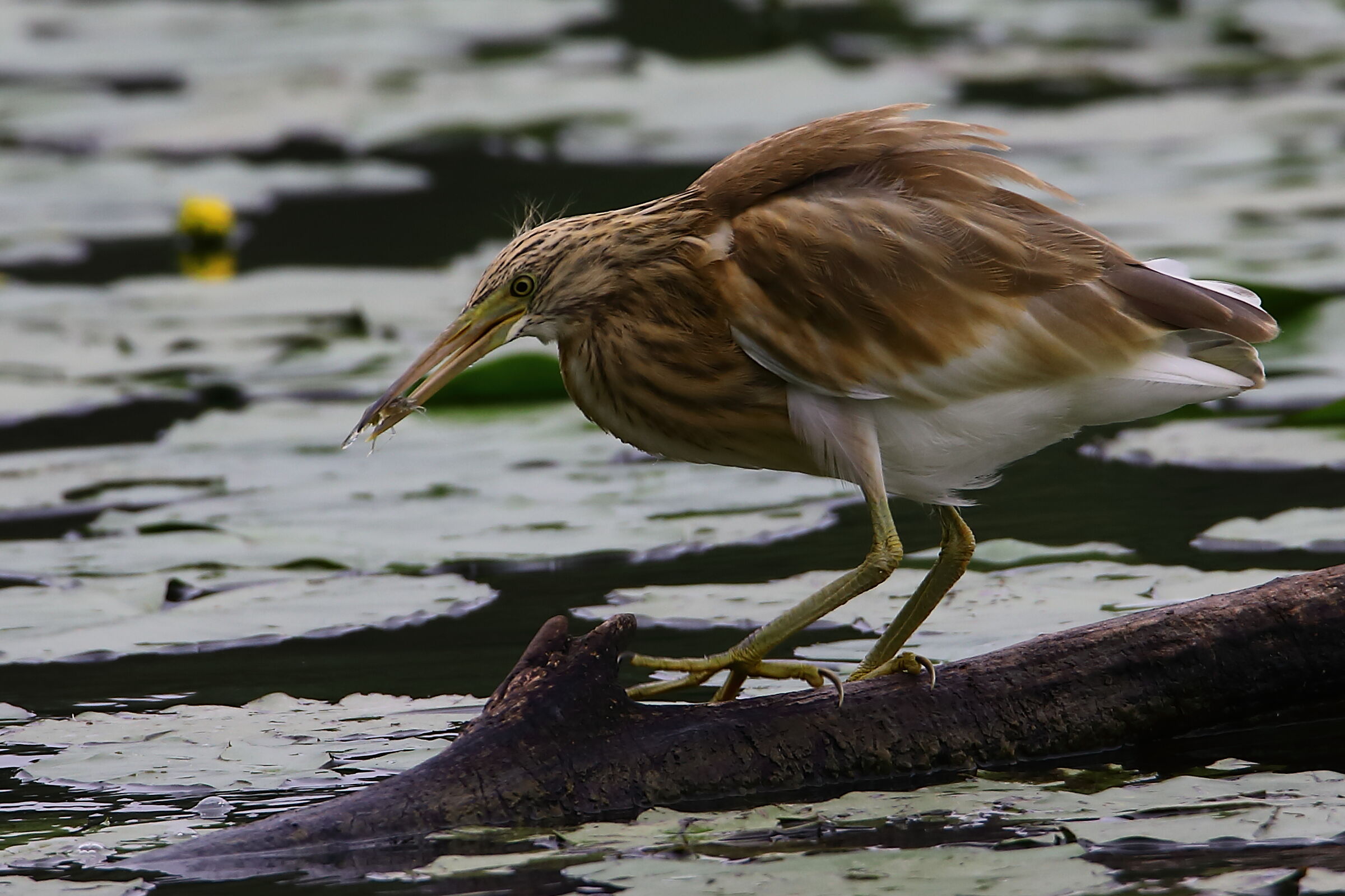 Taken the little crustacean