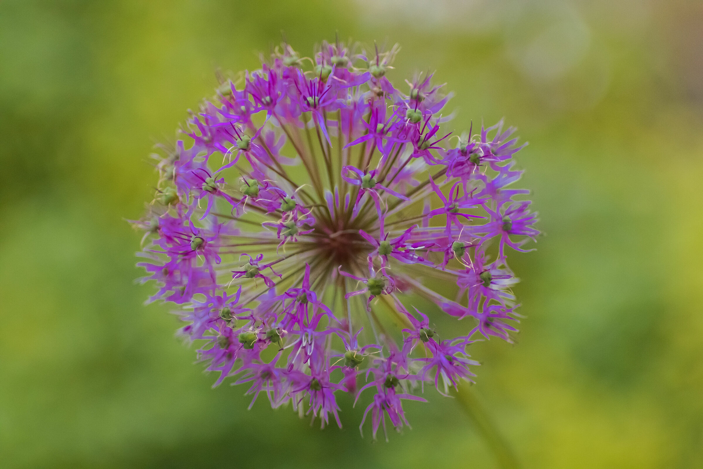 Estremo nord della Russia.Fiore Non Identificato.