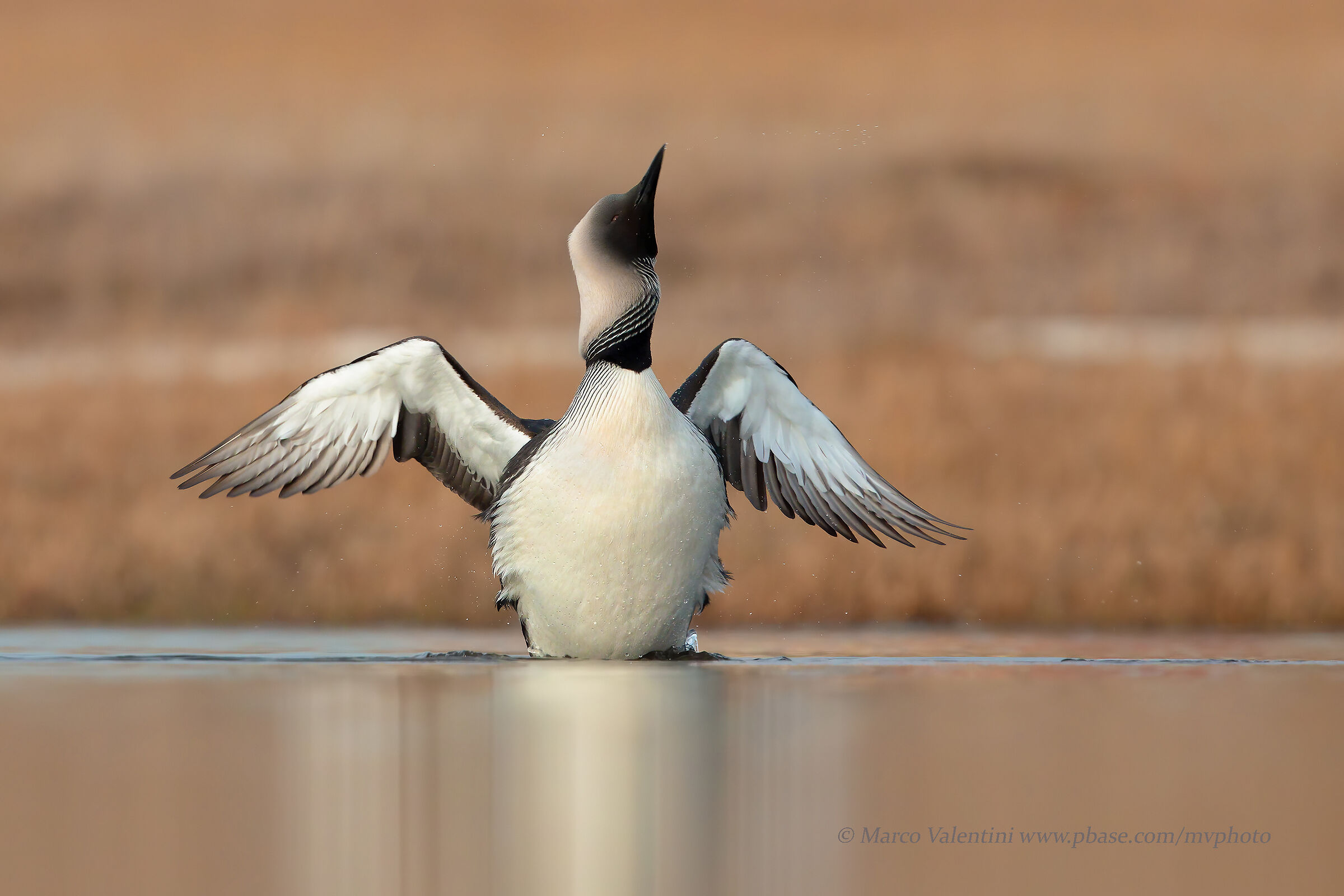 Come in un sogno - 3