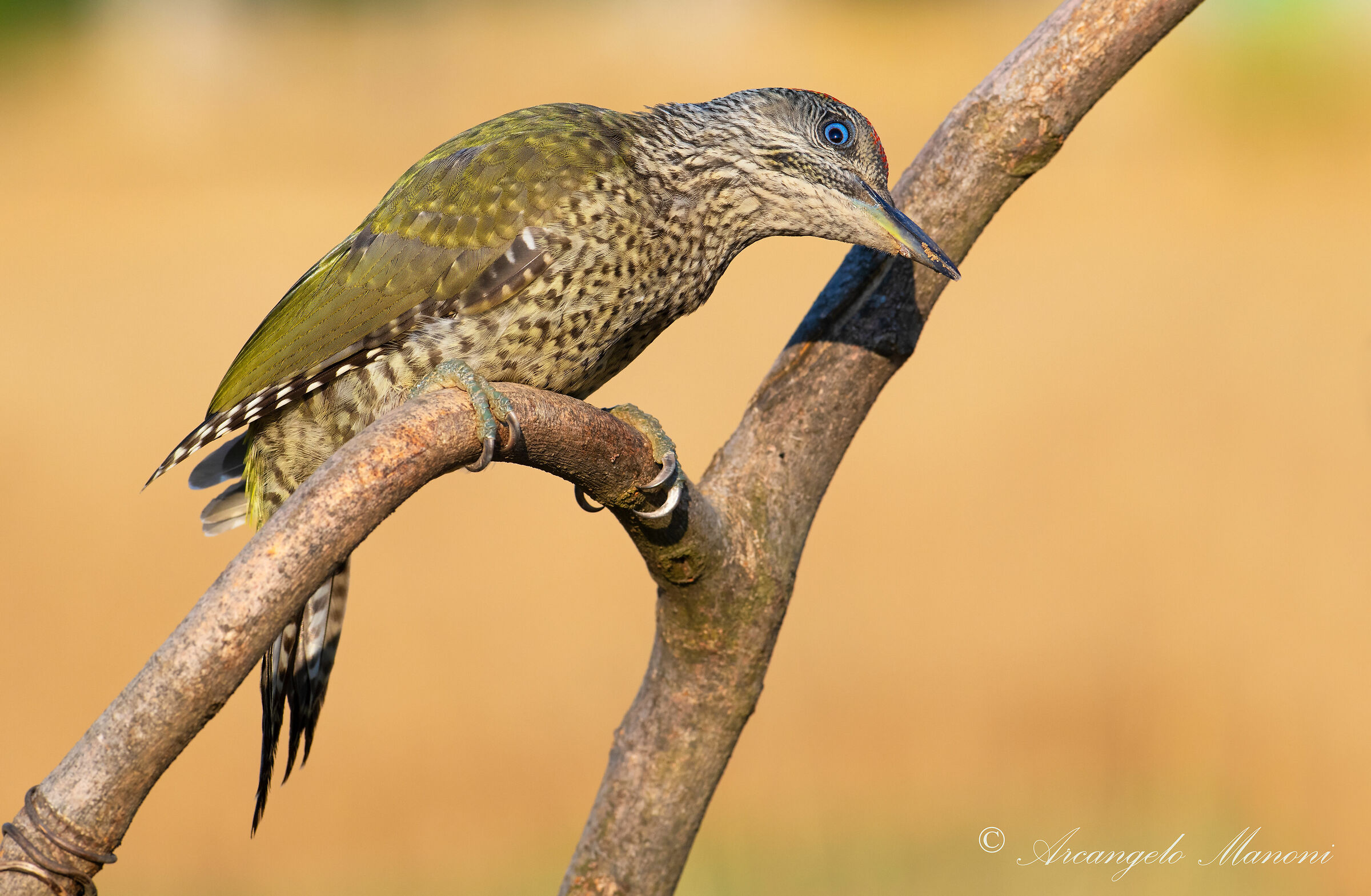 The eye of the green woodpecker