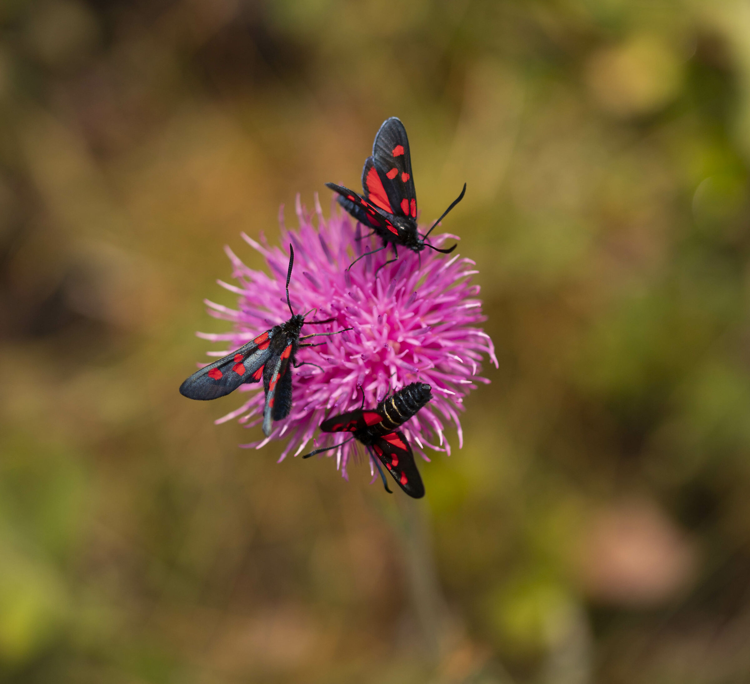 Ziganee filipendulae