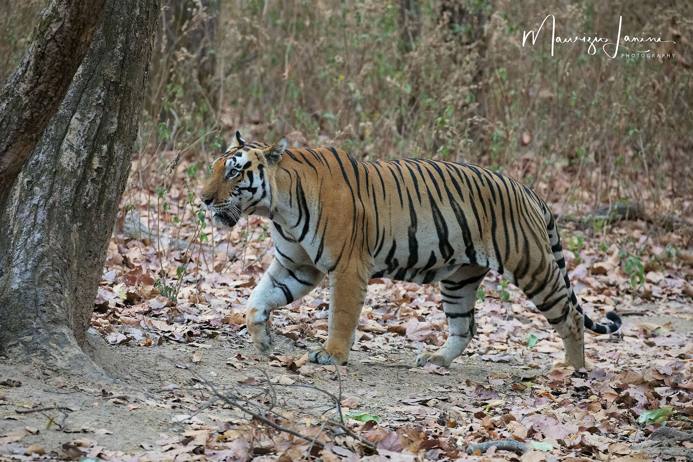 International Tiger Day
