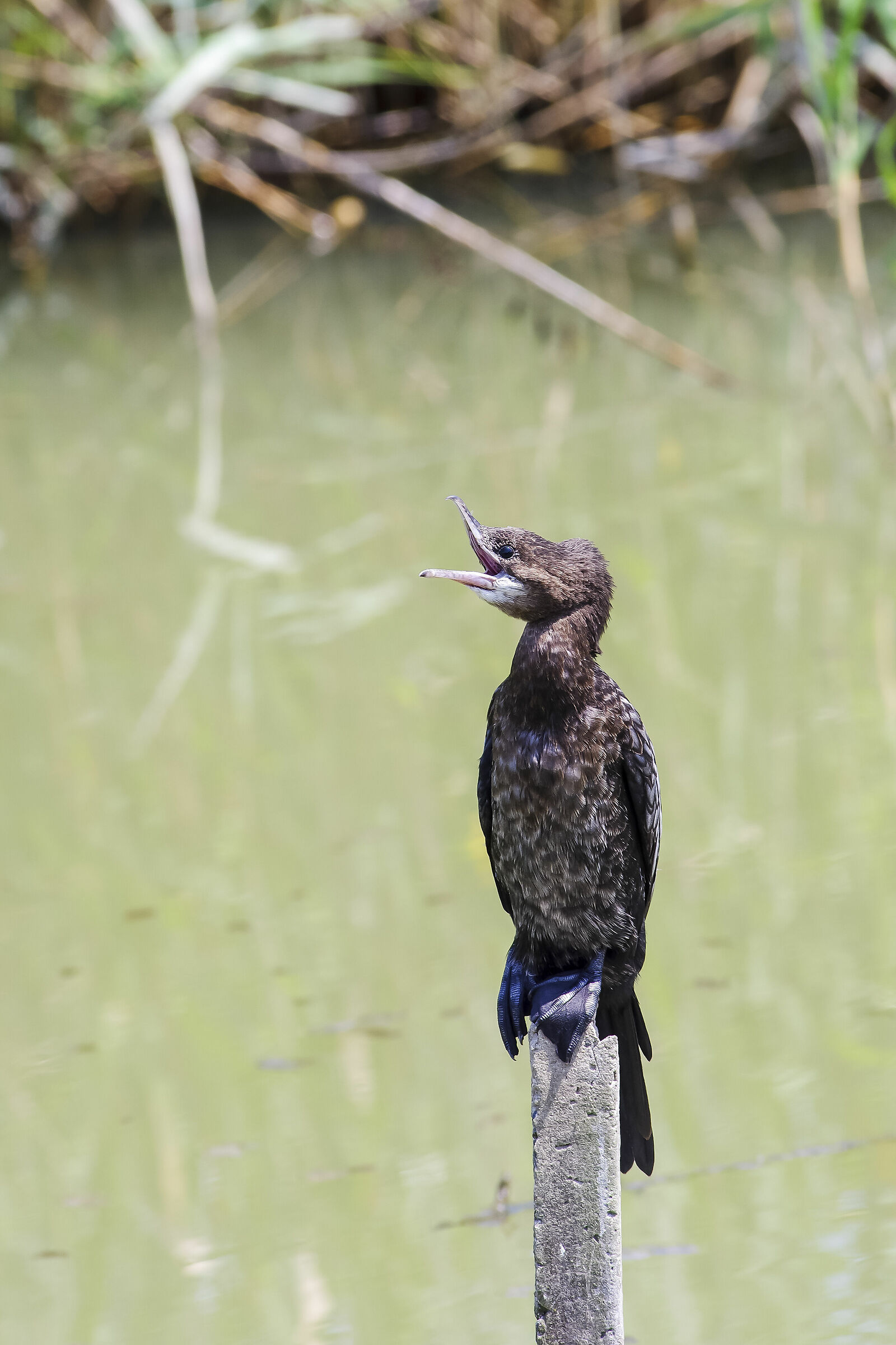 Marangone minore (Phalacrocorax pygmeus)