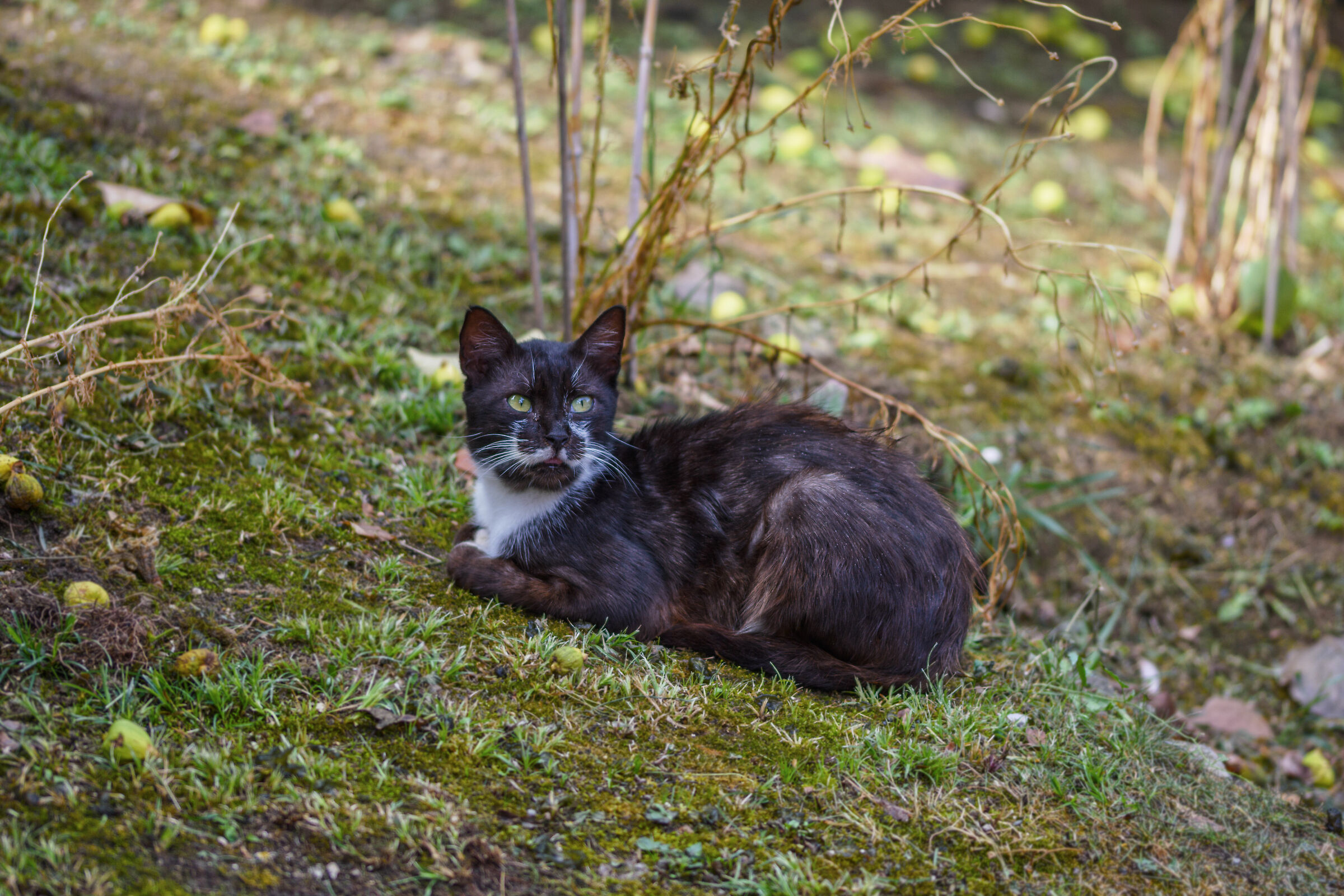 Spelacchio il gatto del Comacchio