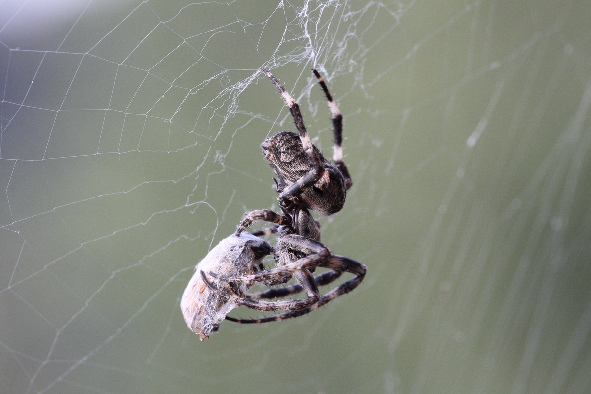 Colazione del mattino