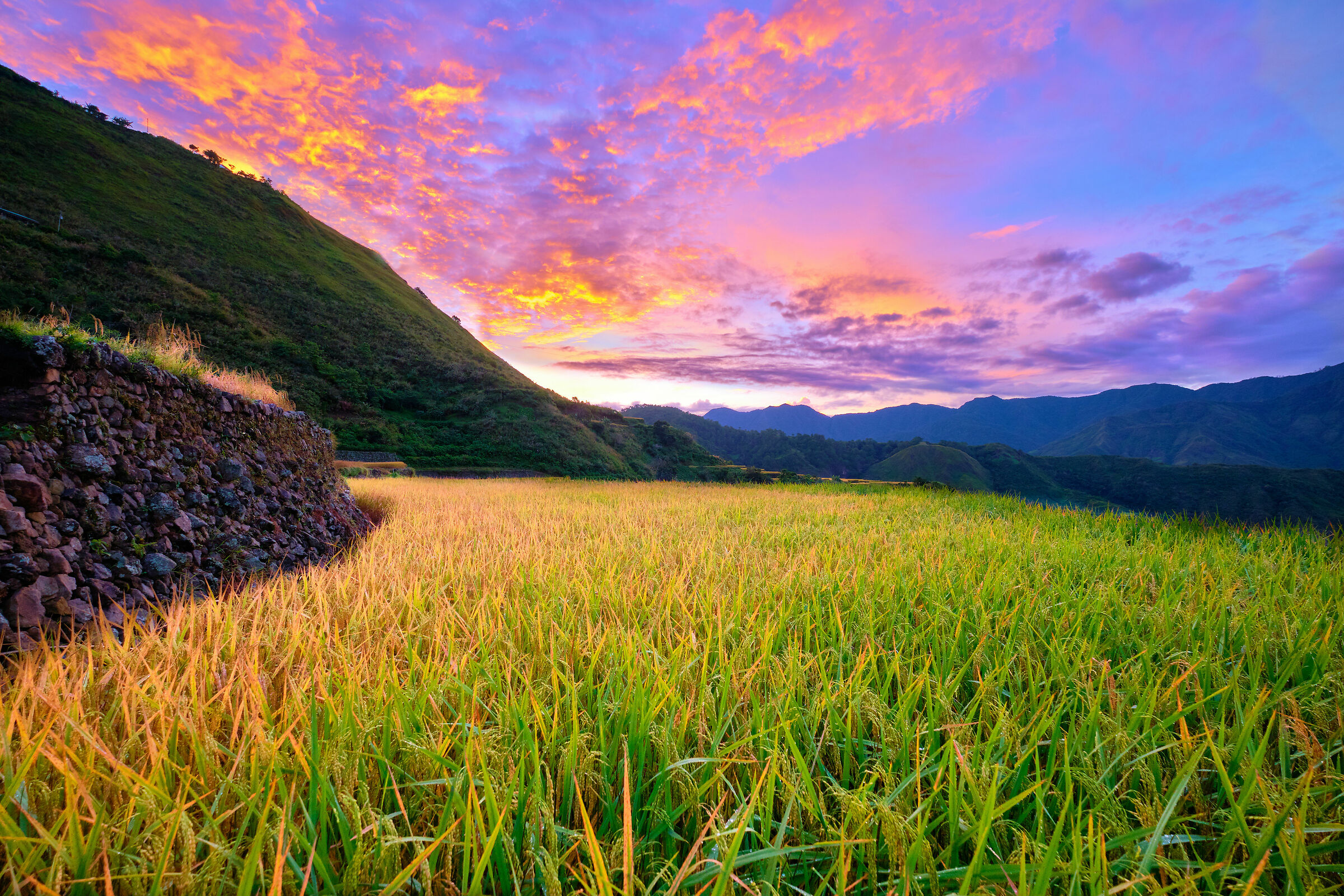 Kalinga rice paddies