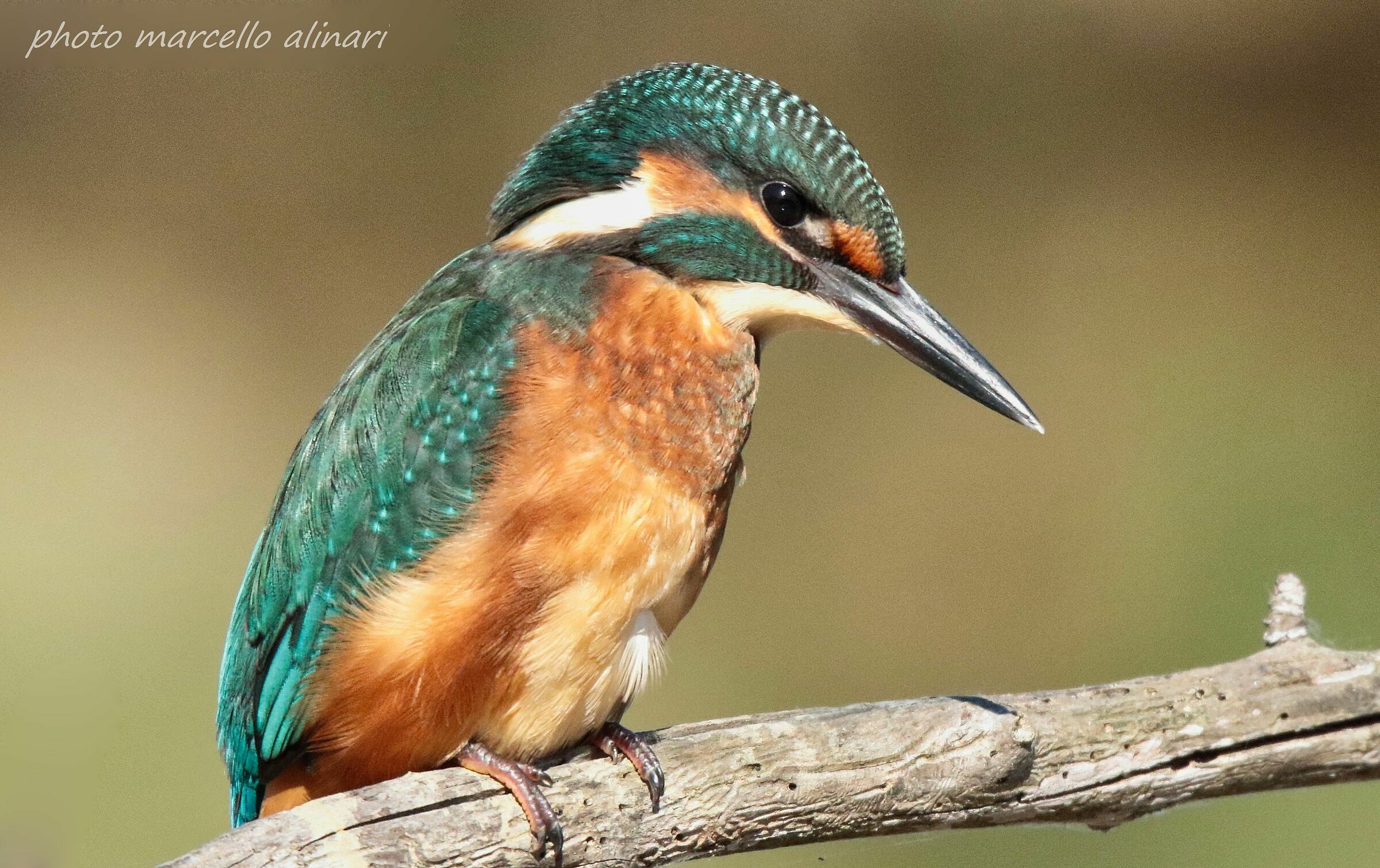 lo sguardo attento e pungente del martin pescatore.