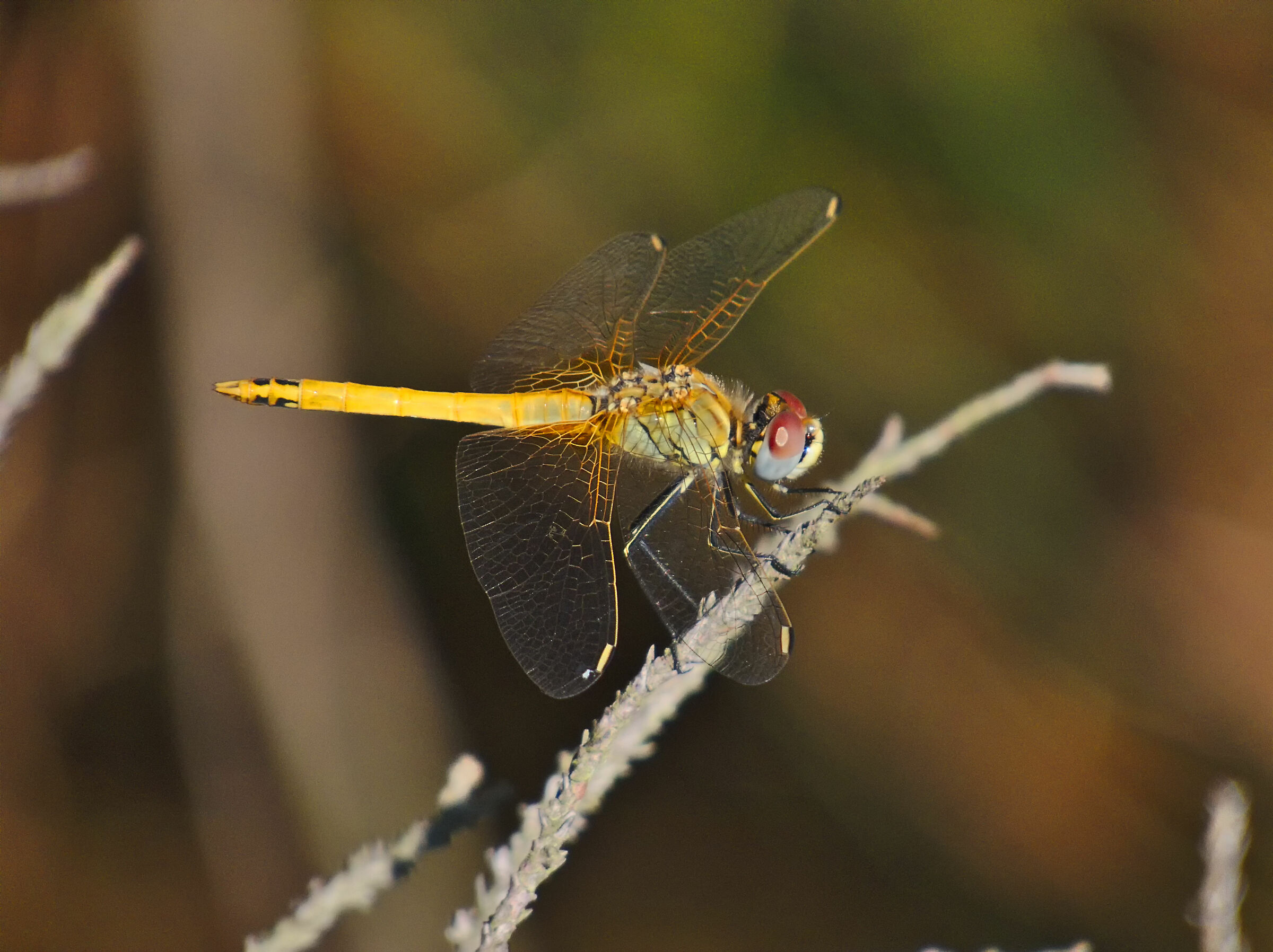 Cardinale venerosse immaturo