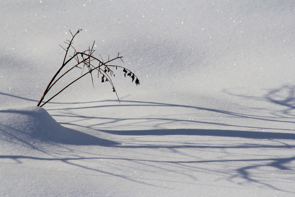 Shadows on the Snow