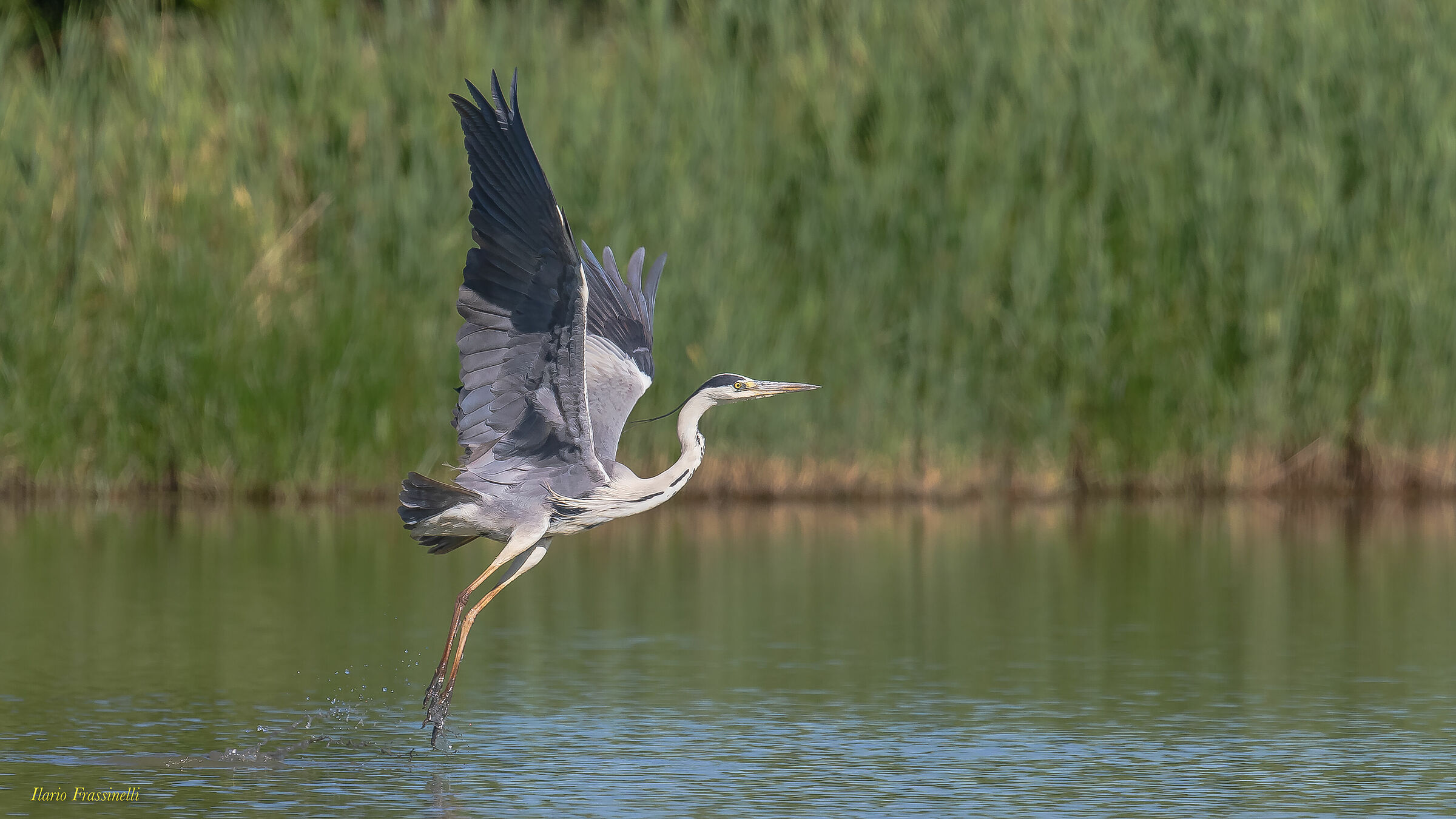 Ash heron