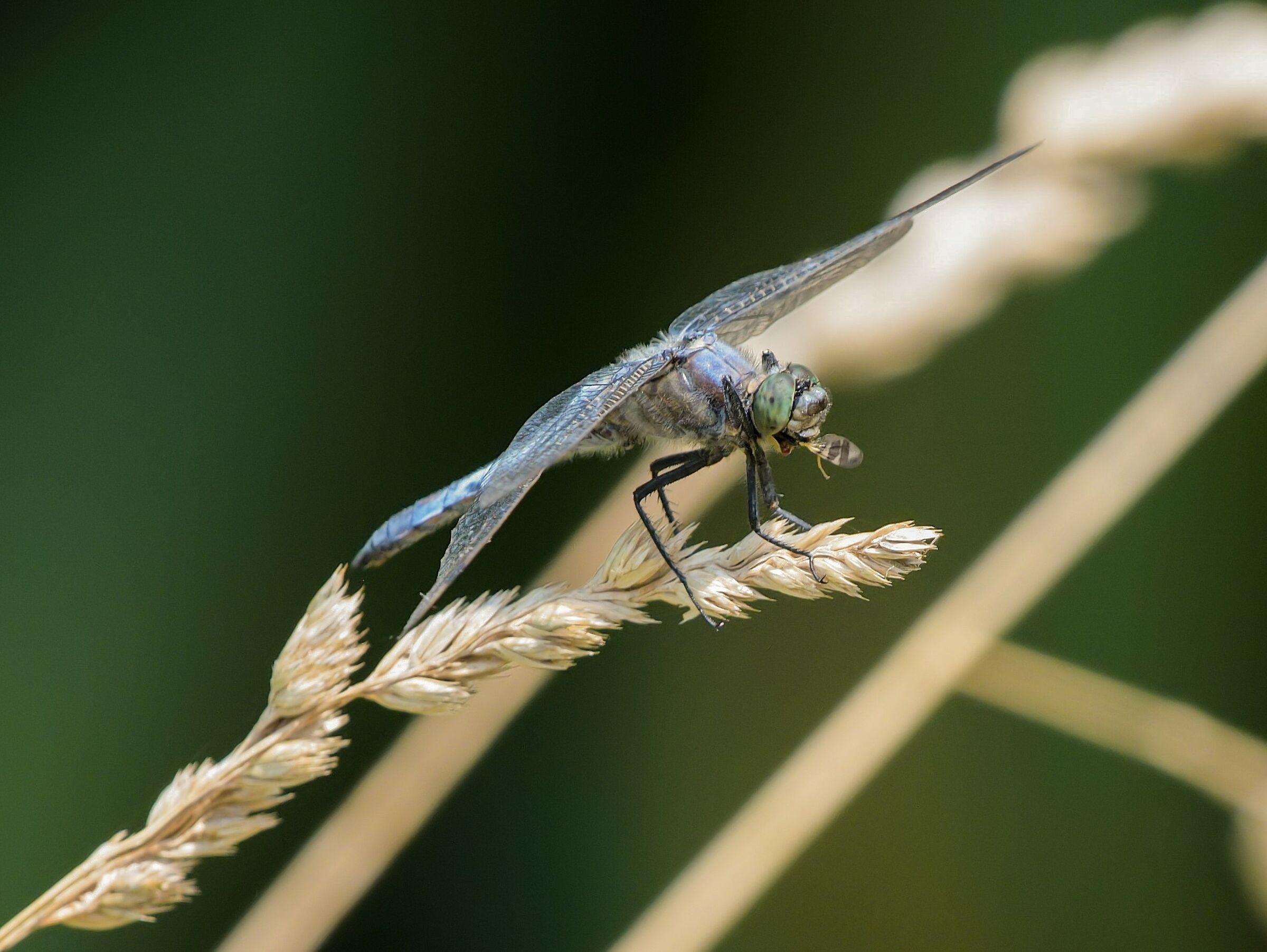 il pranzo della libellula
