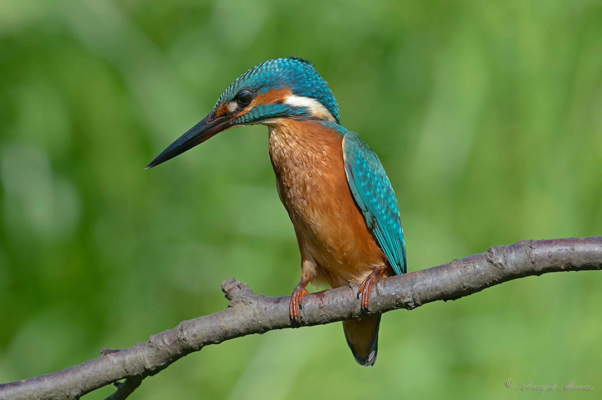 The first with the D850