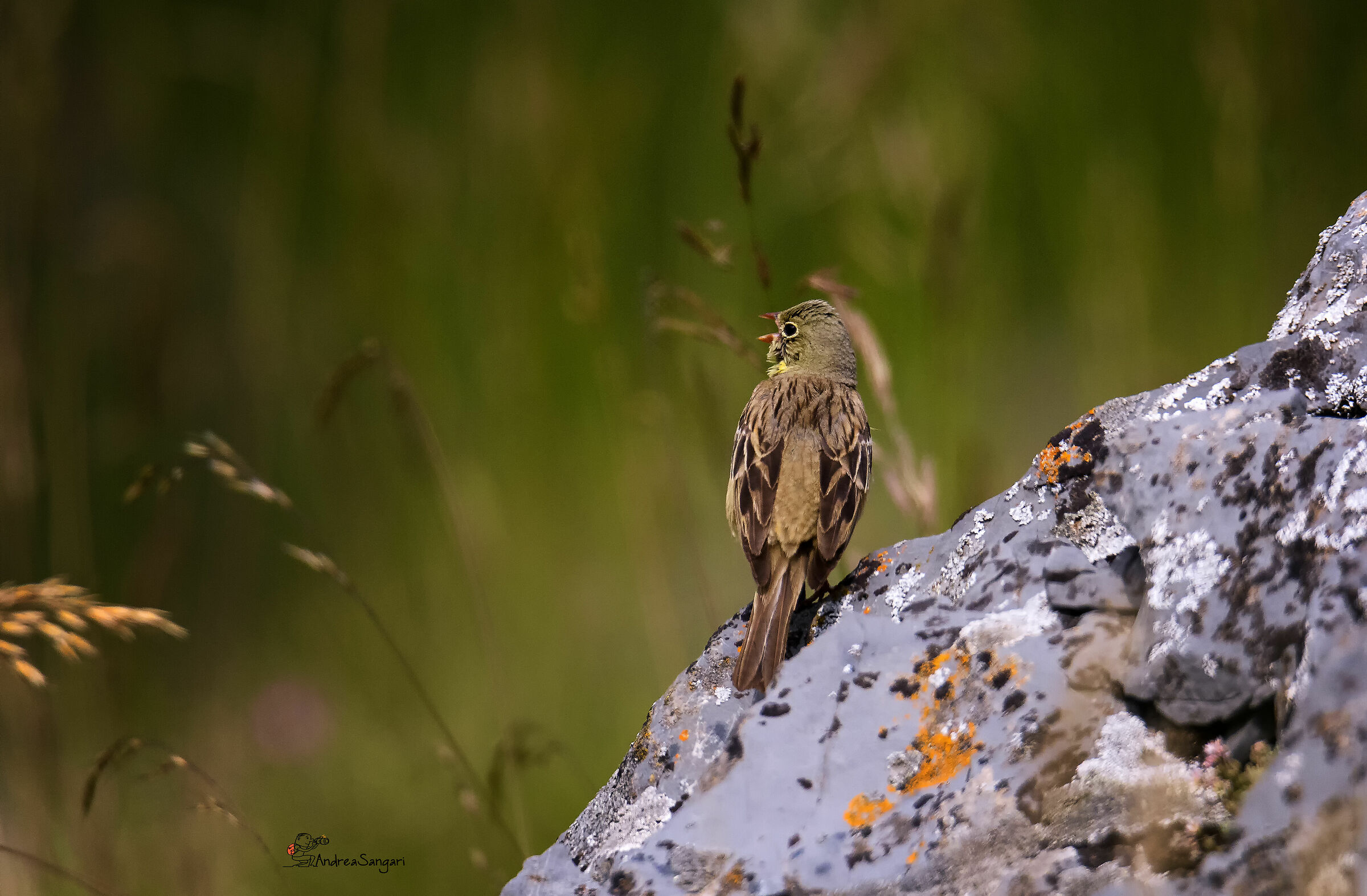 The Song of the Garden