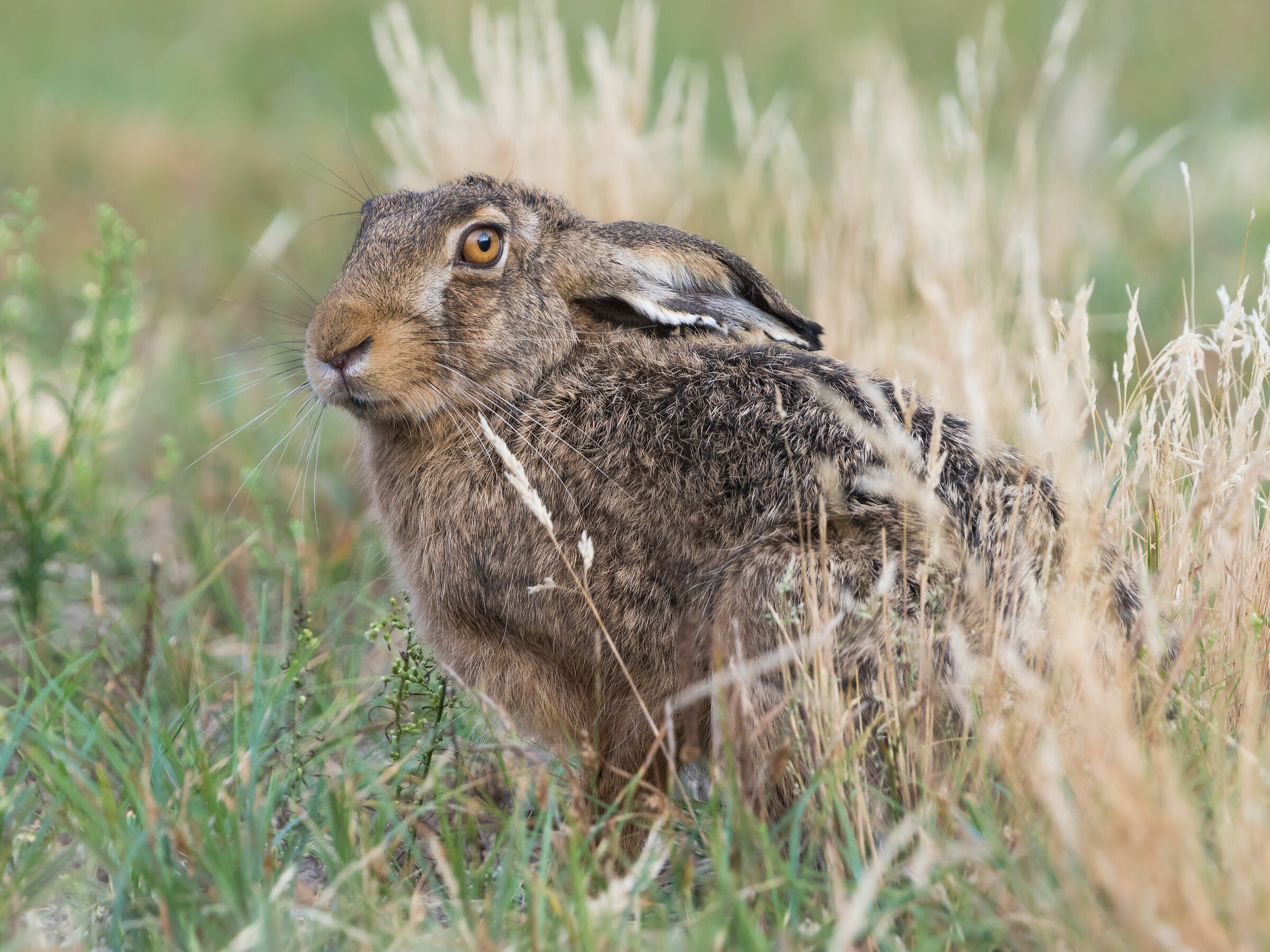 Brown hare (Lepus europaeus)