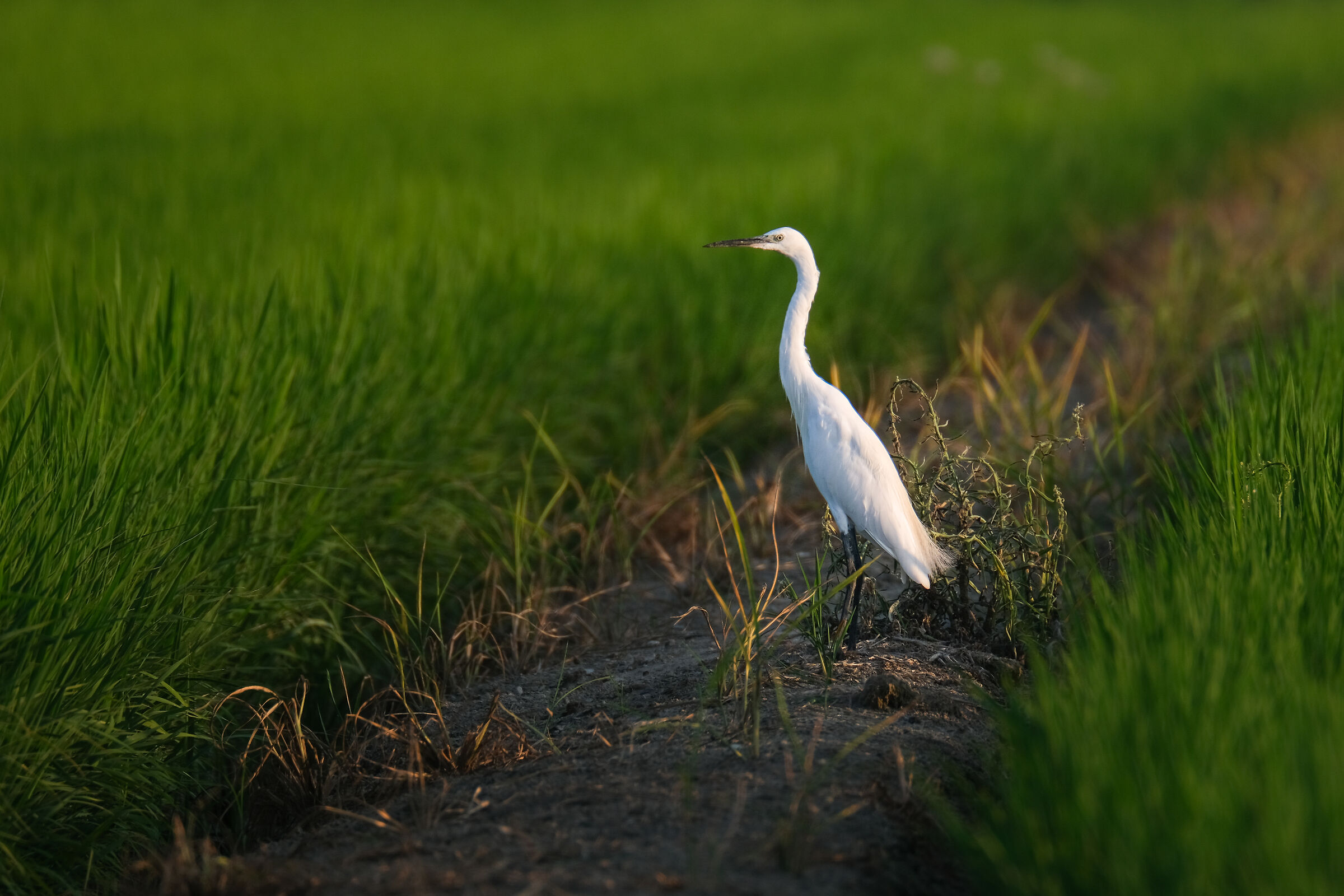 Garzetta sull'argine